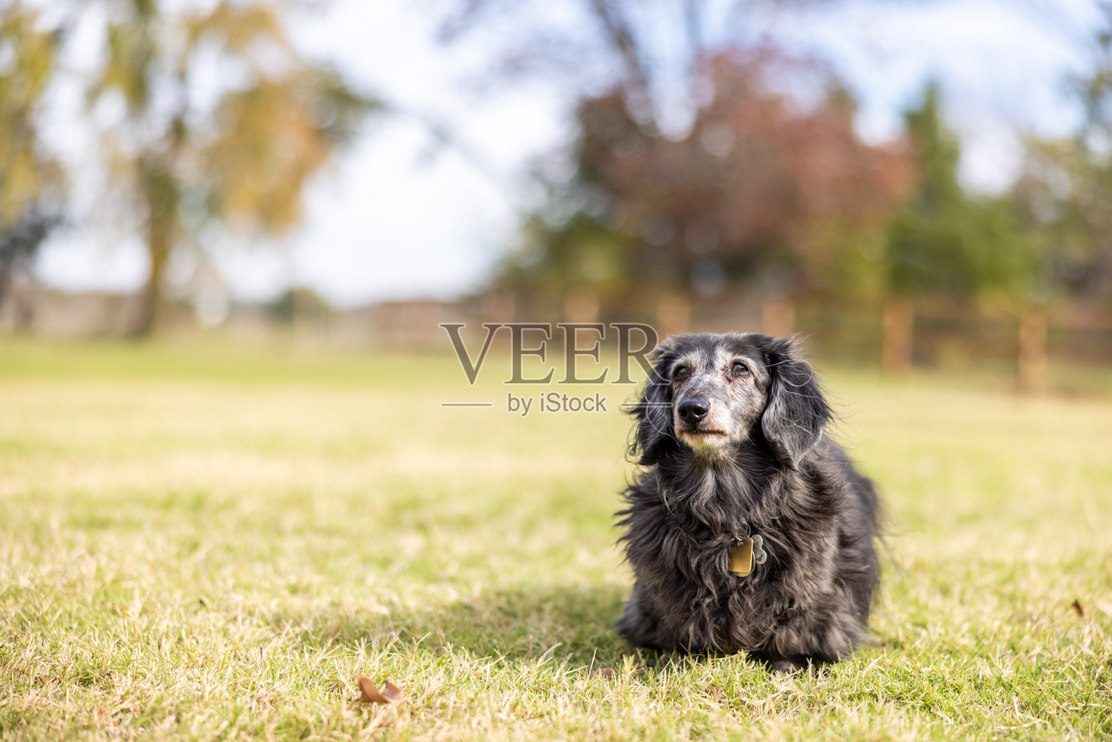 户外的反向奶油虎斑长毛腊肠犬照片摄影图片