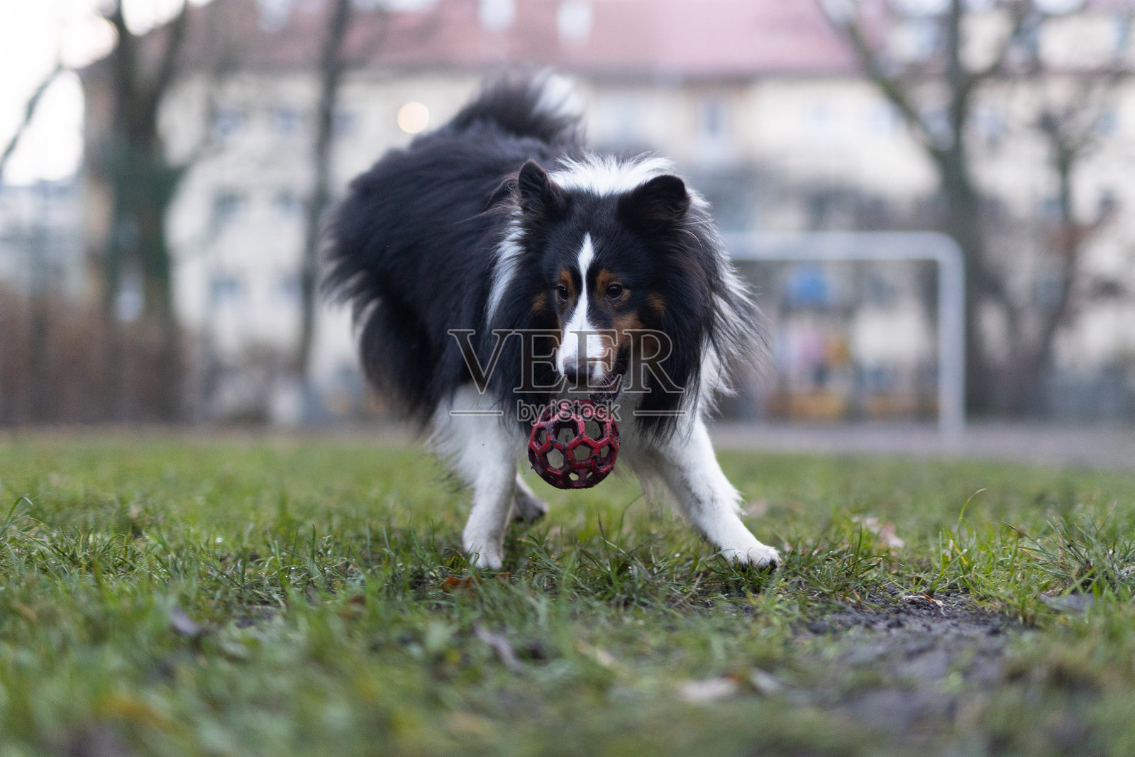 谢尔蒂牧羊犬玩球照片摄影图片