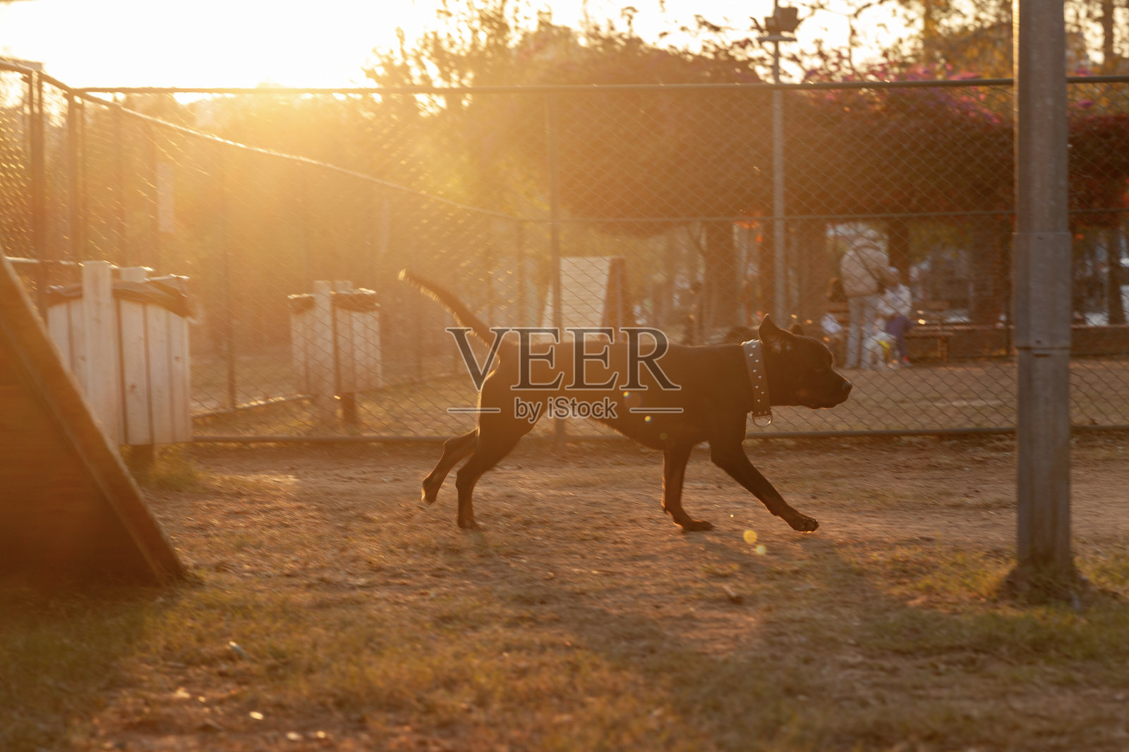 顽皮的罗威纳犬照片摄影图片