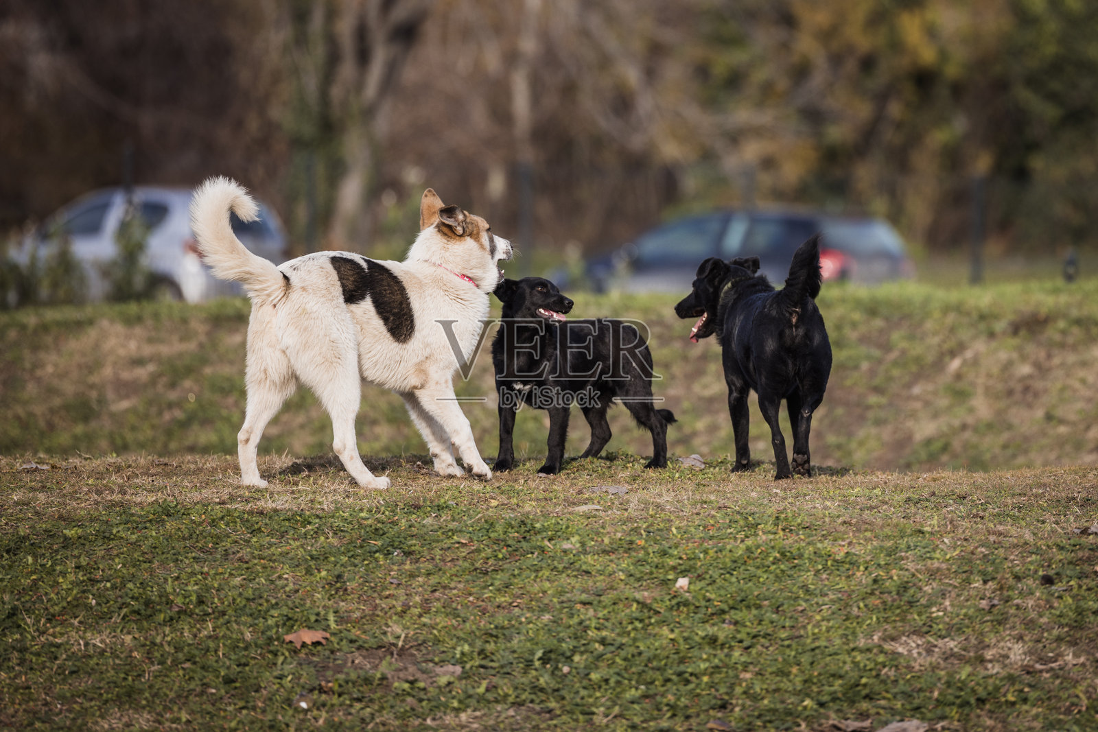 快乐的狗狗在狗公园里照片摄影图片