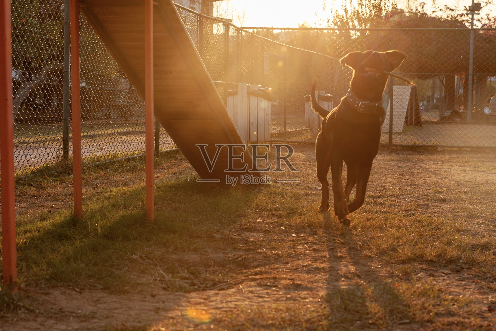 顽皮的罗威纳犬照片摄影图片