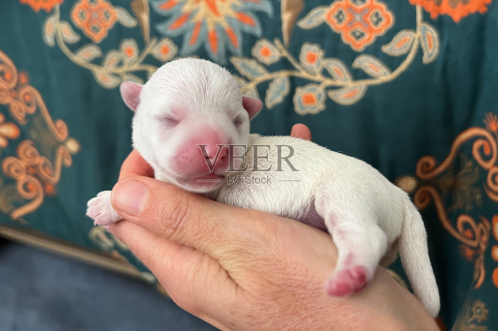 闭眼的新生西高地白梗小狗在人的手中照片摄影图片