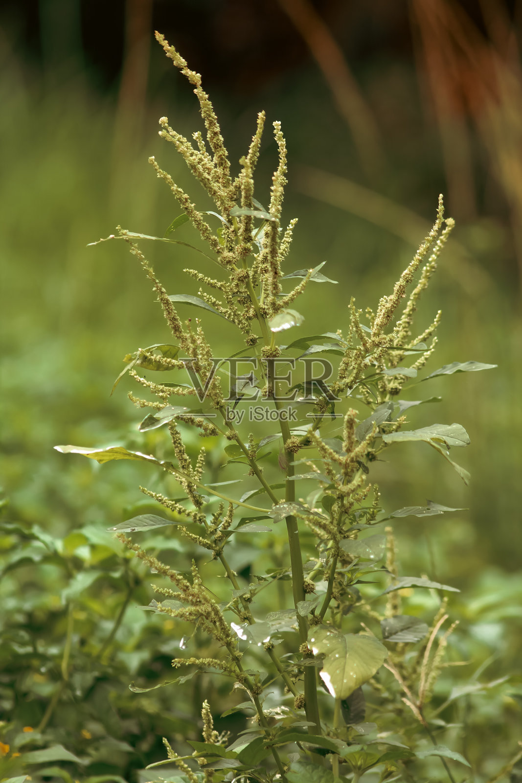 菠菜植物的花朵照片摄影图片