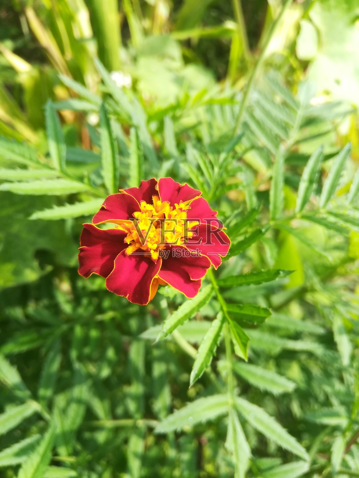 美丽的万寿菊花景照片摄影图片