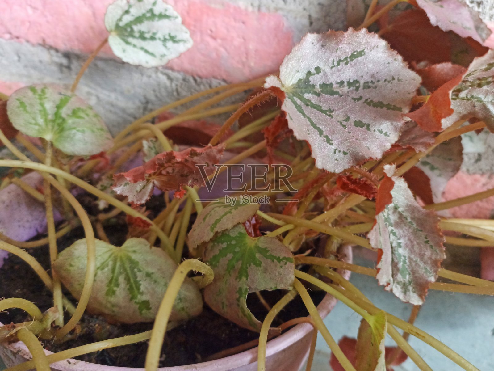 银叶秋海棠观赏植物照片摄影图片