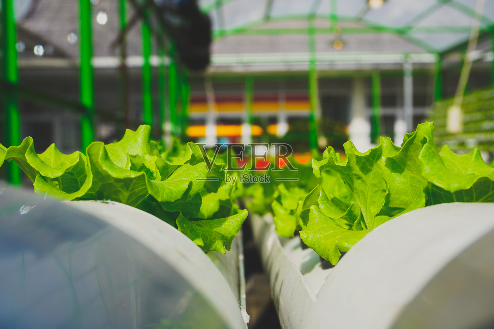 特写的绿色生菜,背景是水培温室照片摄影图片