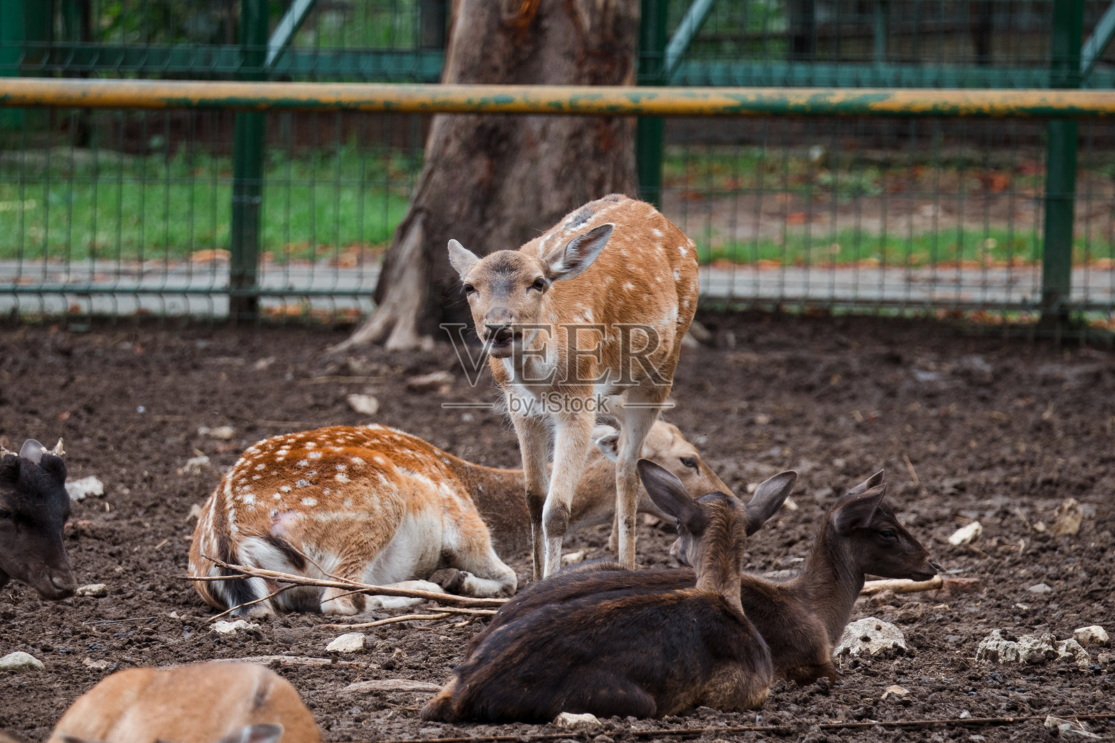 优雅的鹿角和光滑的鹿皮照片摄影图片