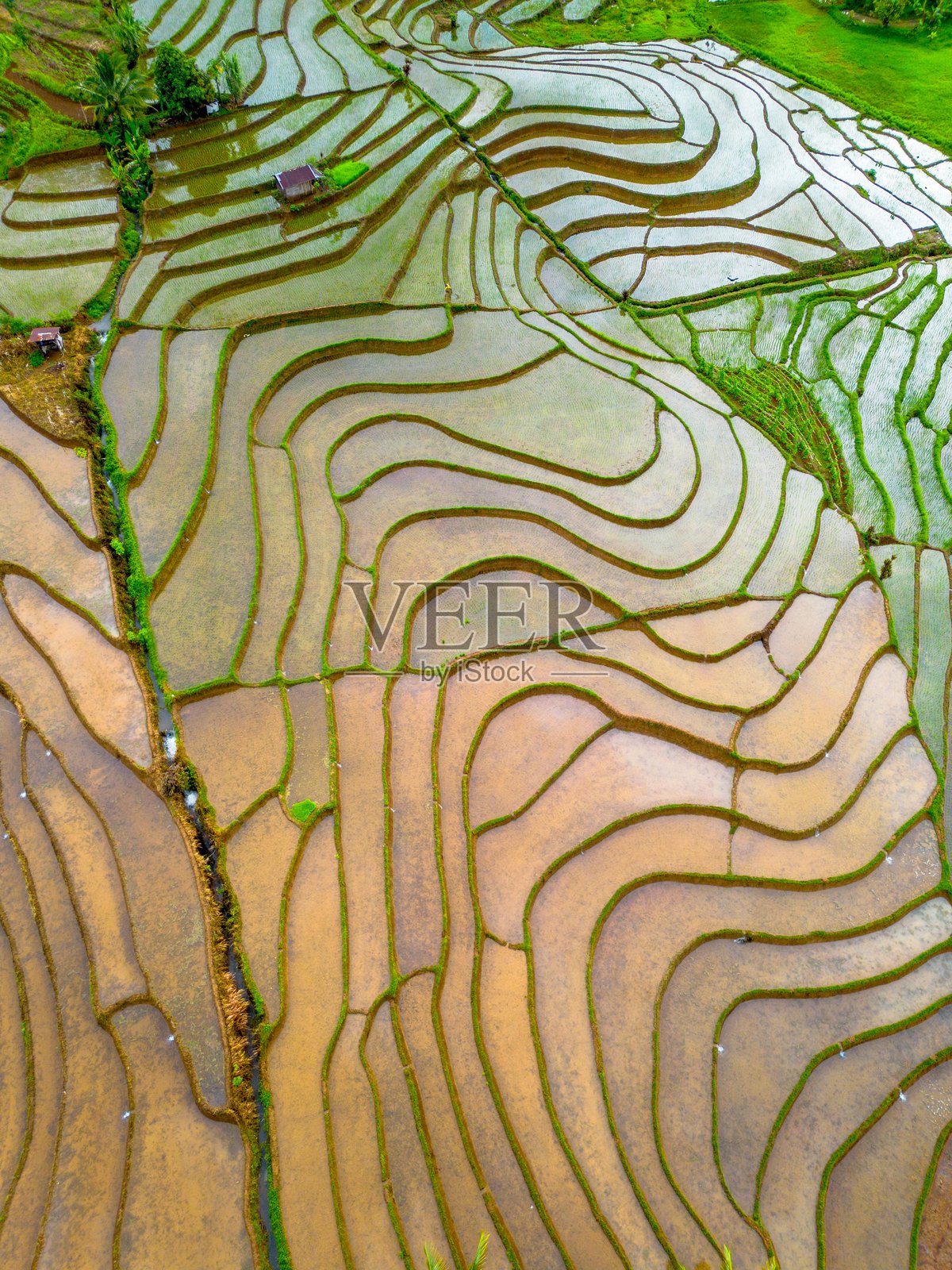 美丽的早晨景色,印度尼西亚全景,稻田与美丽的色彩和自然光的天空照片摄影图片