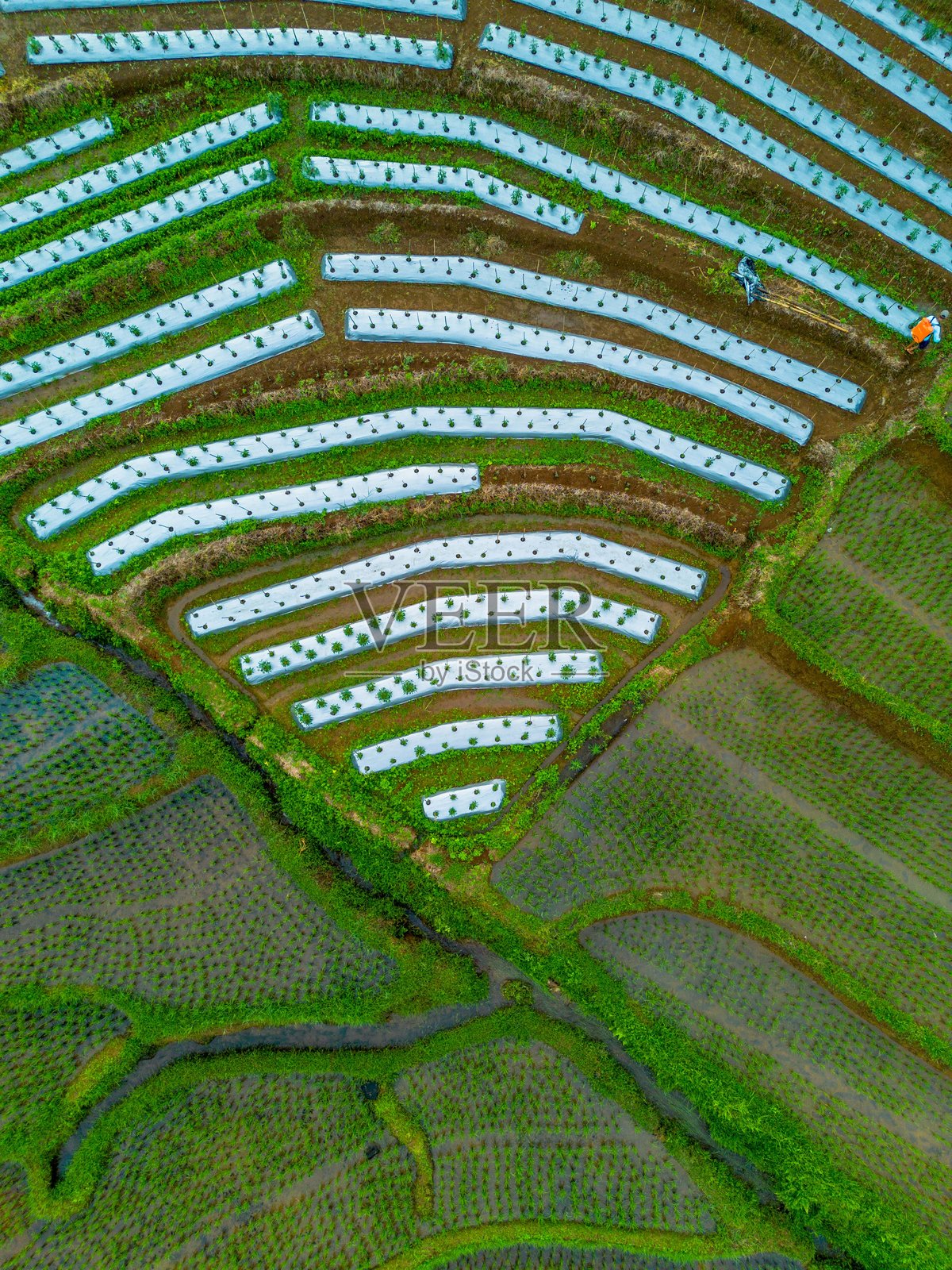 美丽的早晨景色,印度尼西亚全景,稻田与美丽的色彩和自然光的天空照片摄影图片