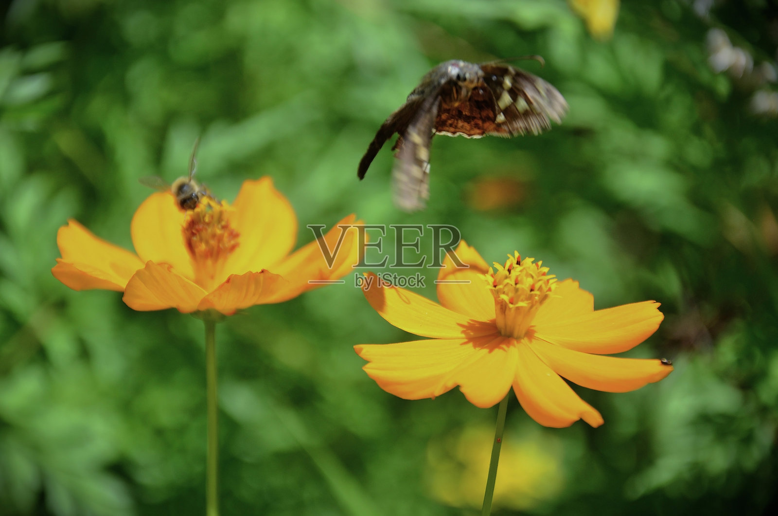 花园中的橙色宇宙花(Cosmos herzogii sherff)照片摄影图片