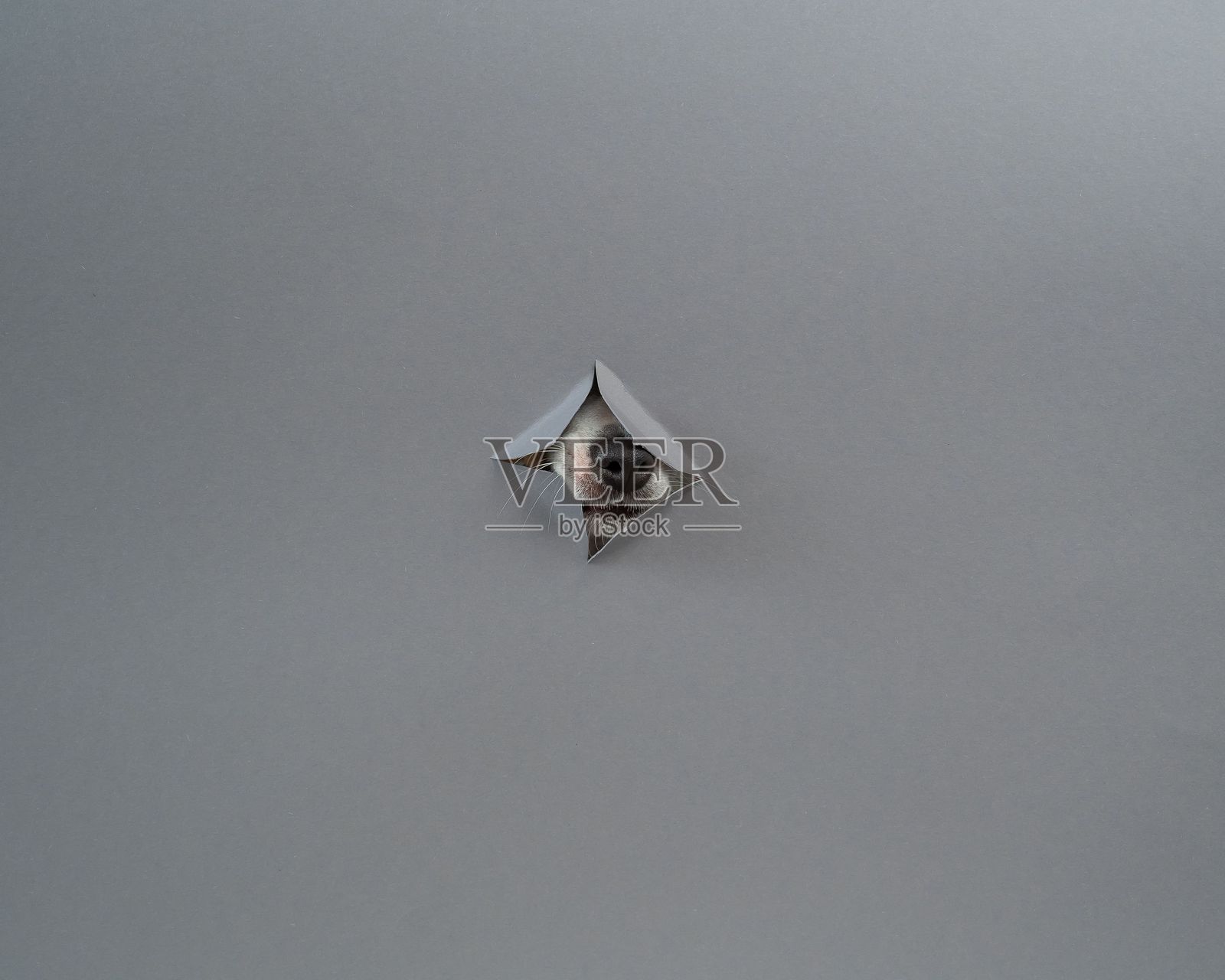 杰克罗素梗犬的鼻子从灰色纸板背景中伸出。留白空间。照片摄影图片