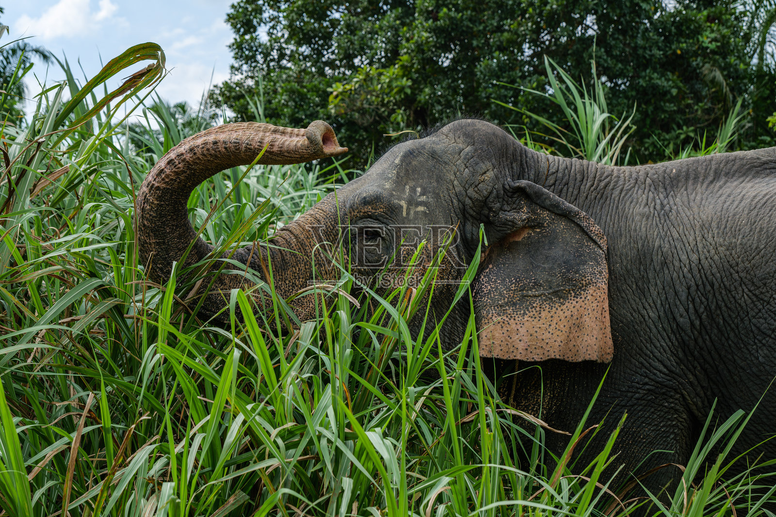 泰国考索大象保护区的印度象照片摄影图片