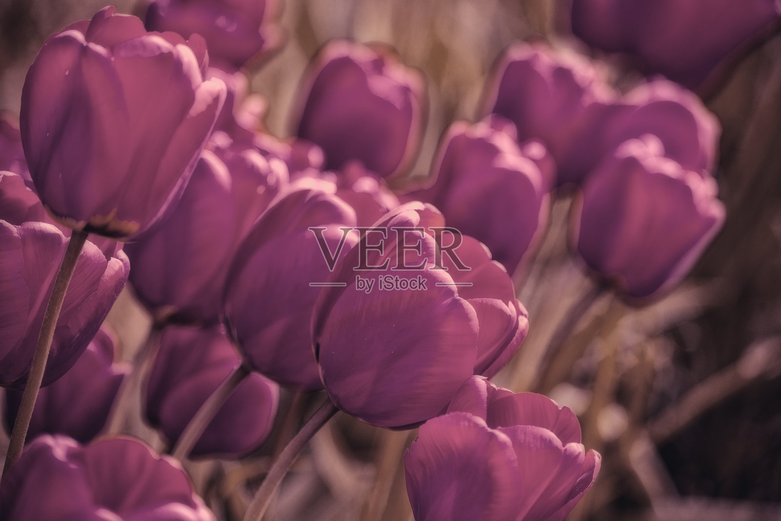 以深红色郁金香为背景的花卉图案,极简主义,单调,简单与温柔。照片摄影图片