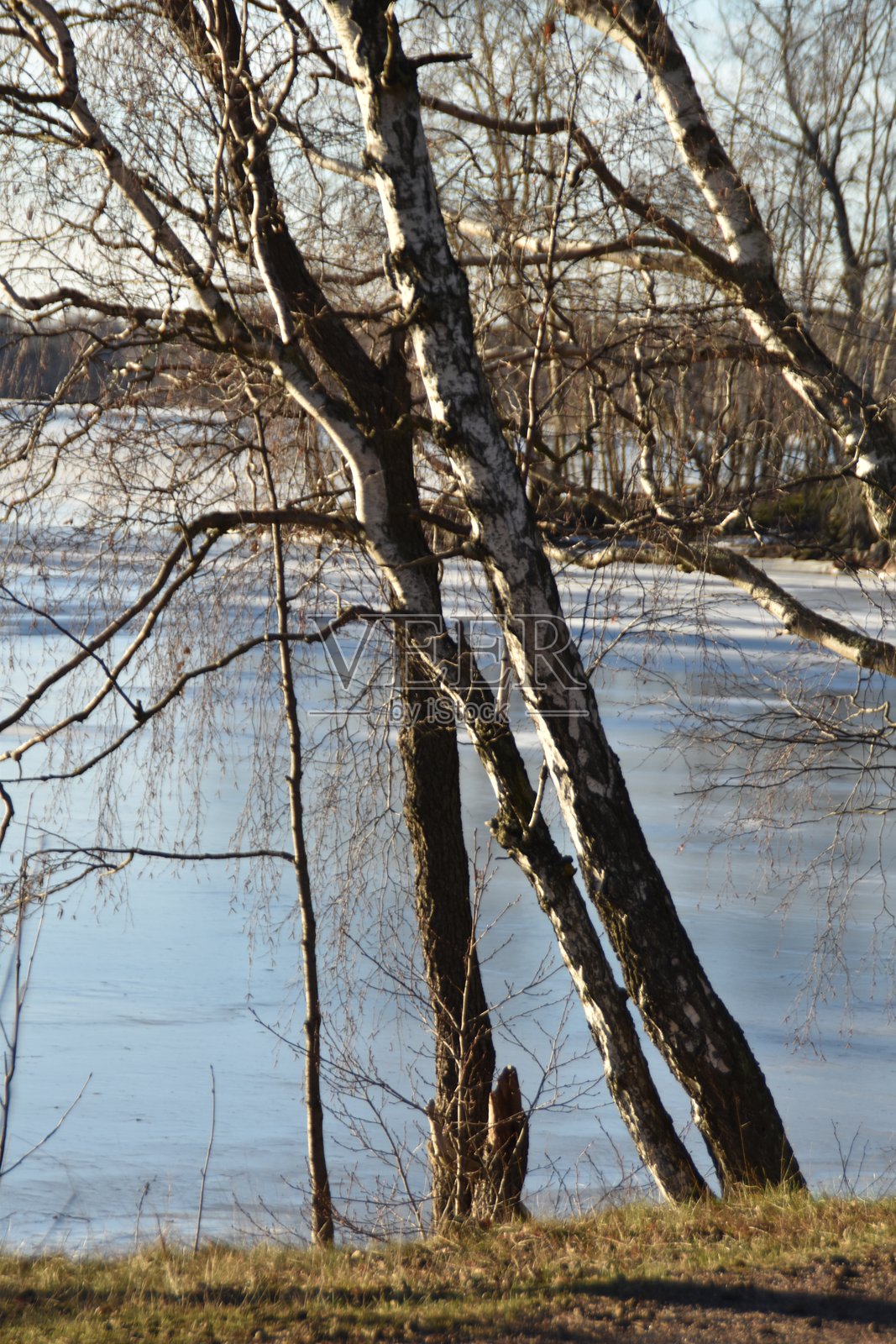 海边的树木照片摄影图片