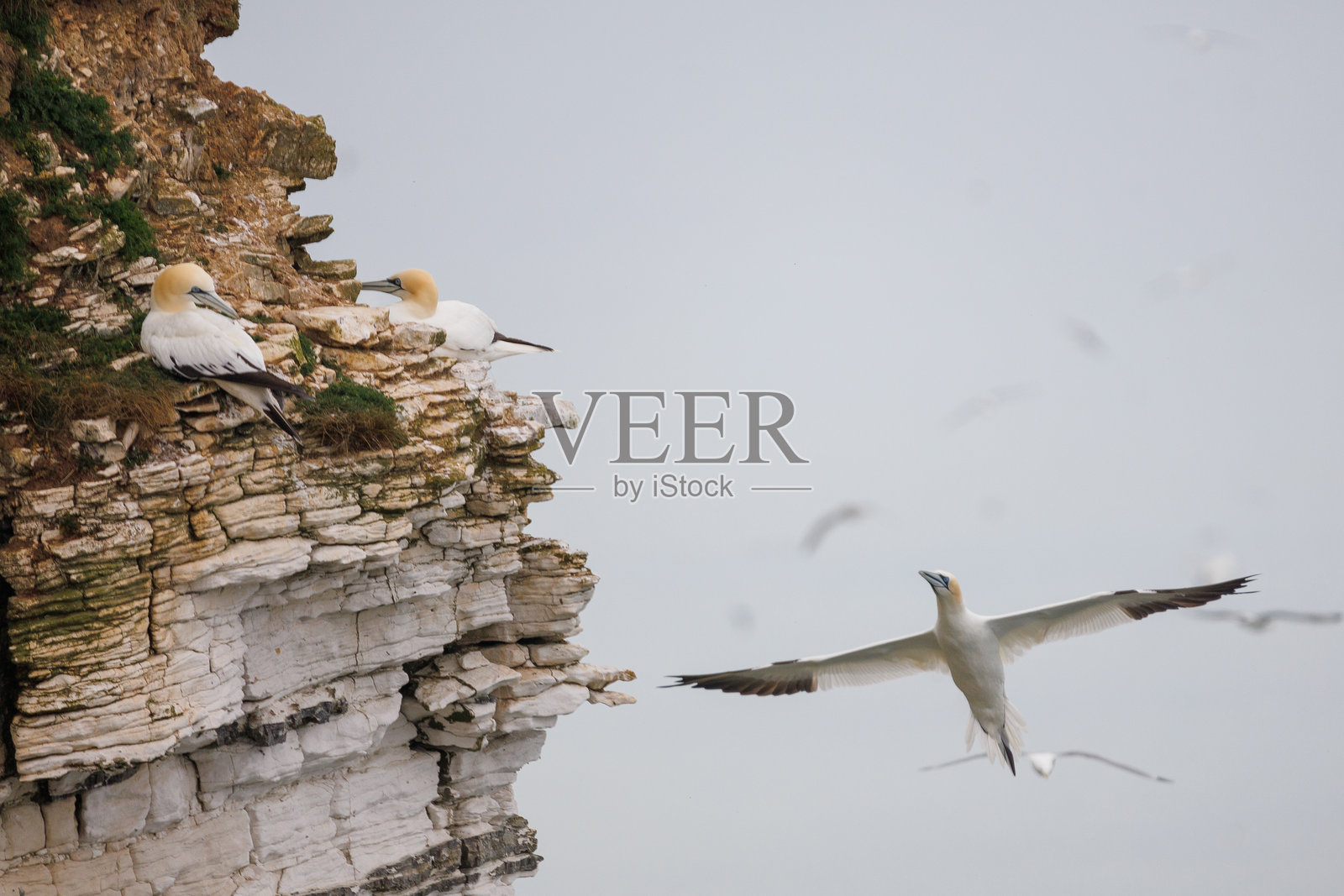 北方鸬鹚在本普顿悬崖上照片摄影图片