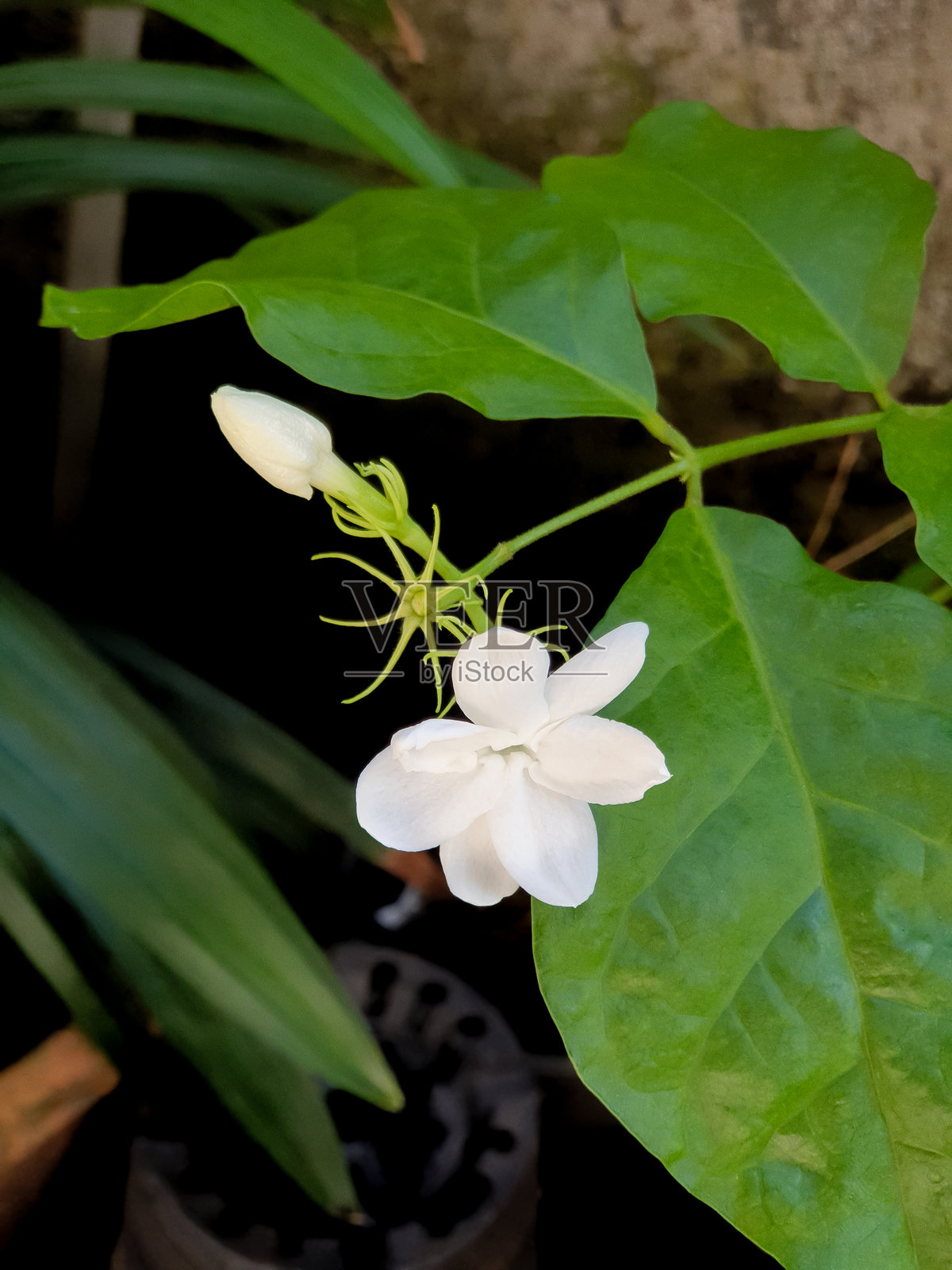 白色茉莉花自然绽放。照片摄影图片