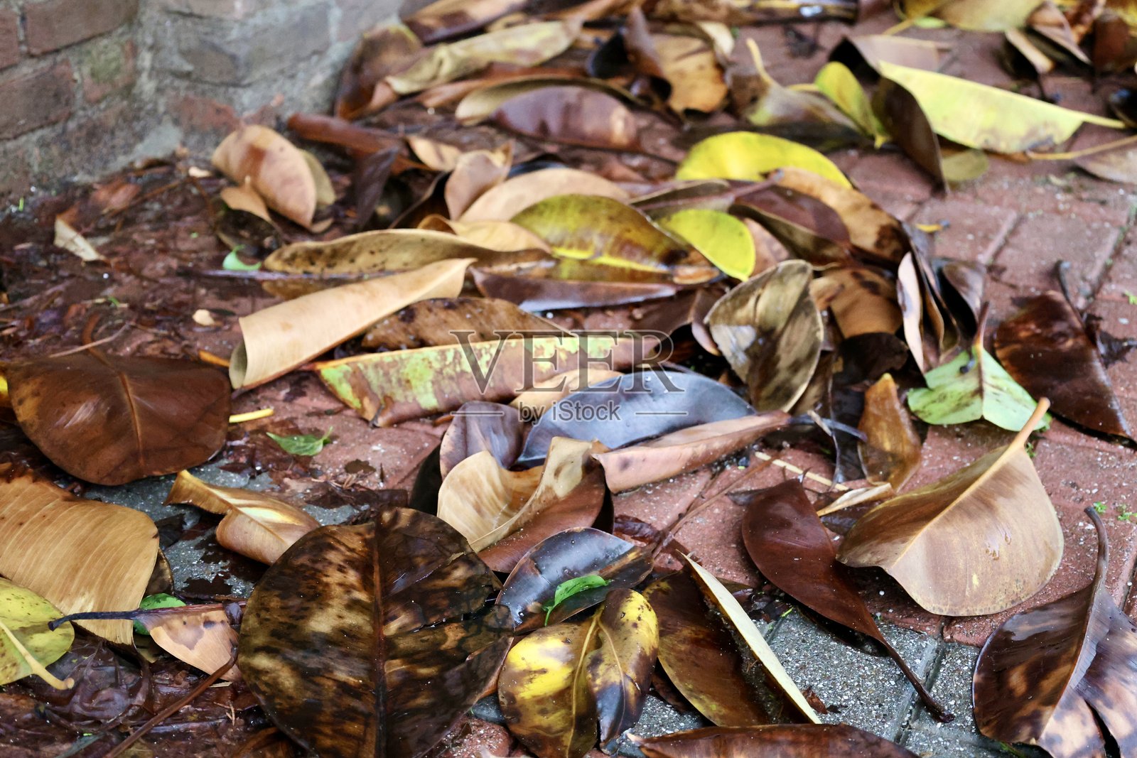 绿色叶子的灌木丛照片摄影图片