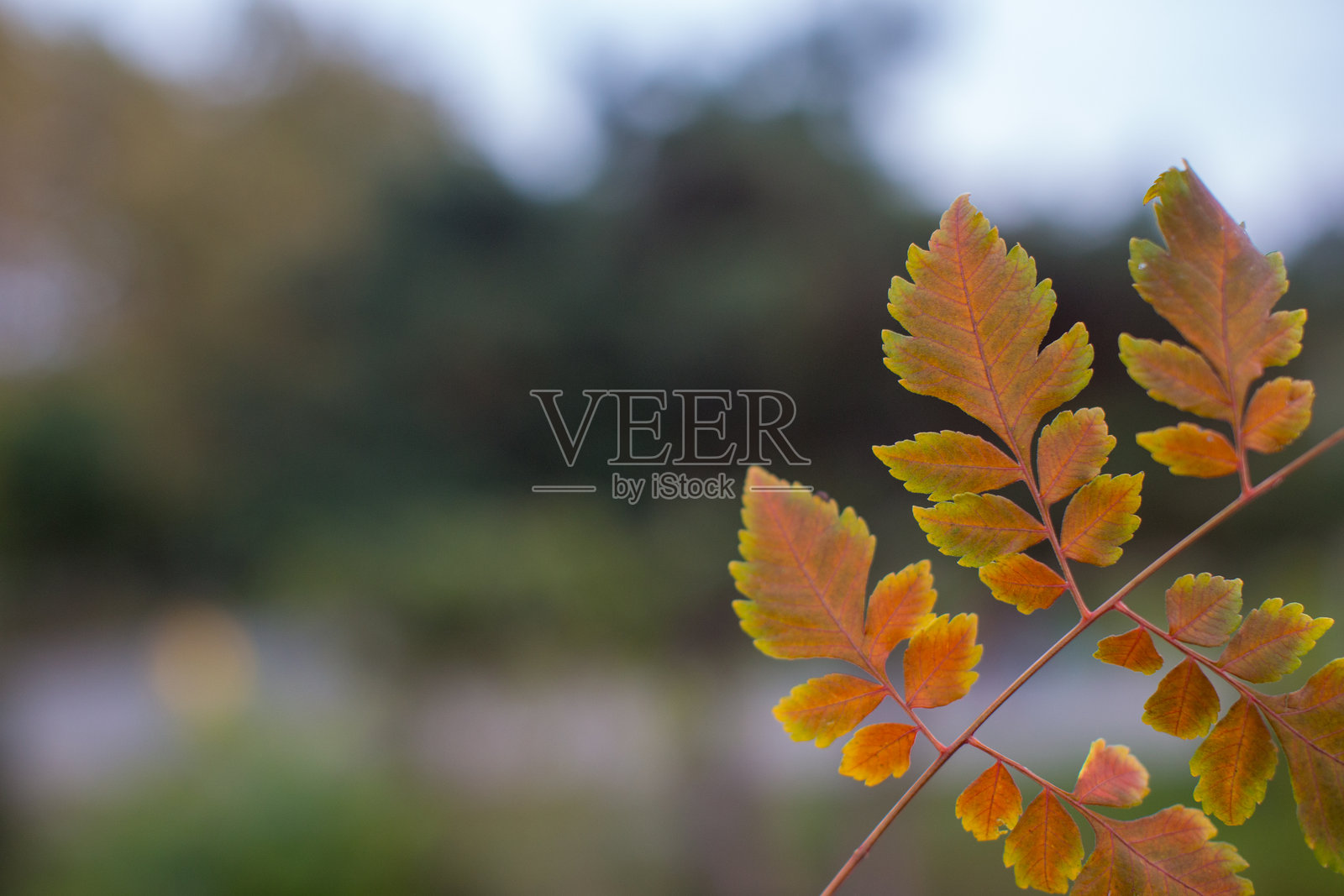 秋天色彩的树枝特写。照片摄影图片