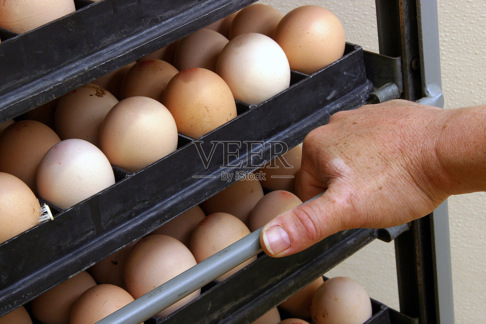 在孵化场,准备孵化的小鸡在托盘和箱子上。照片摄影图片