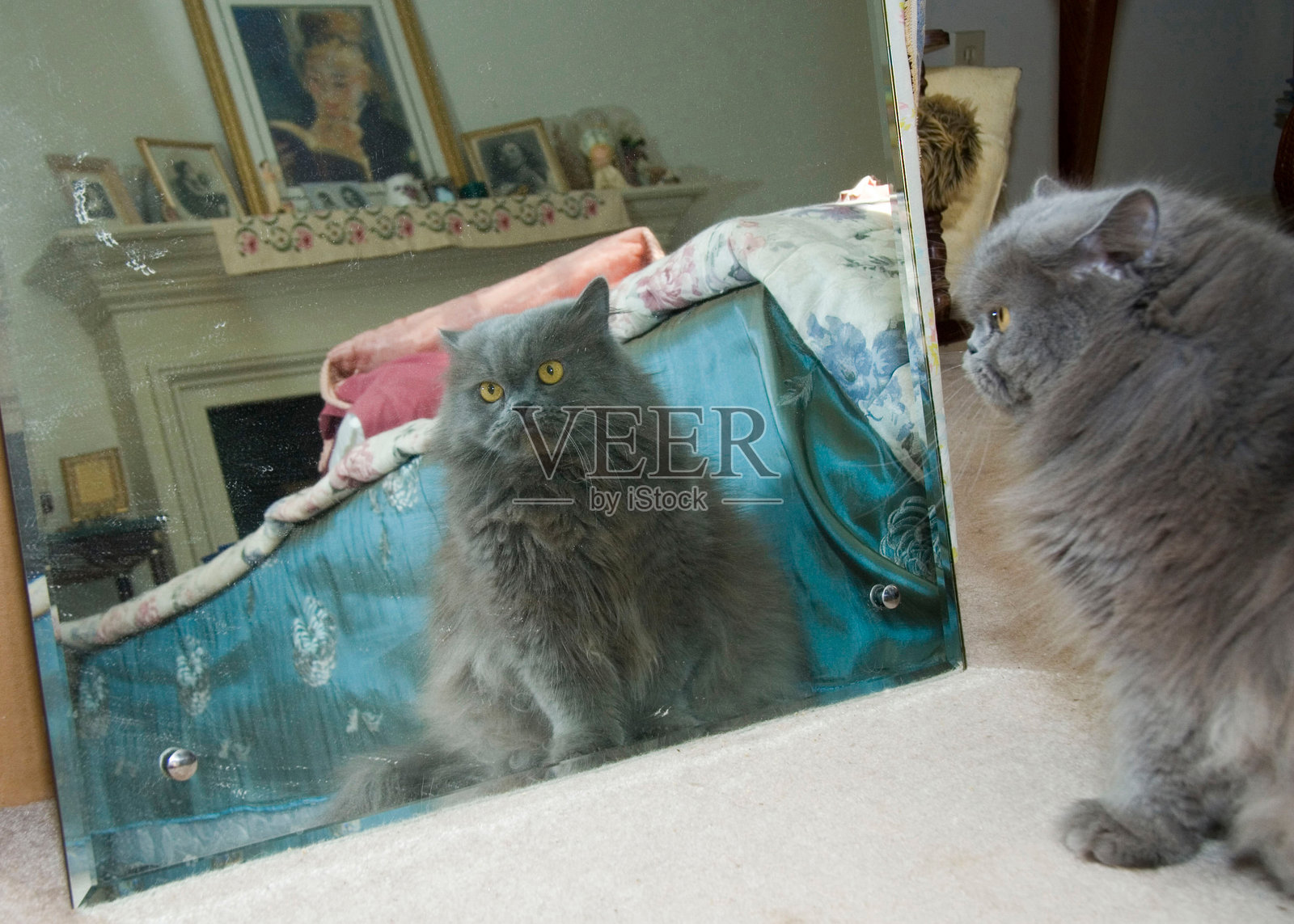 猫咪在镜子前看自己照片摄影图片