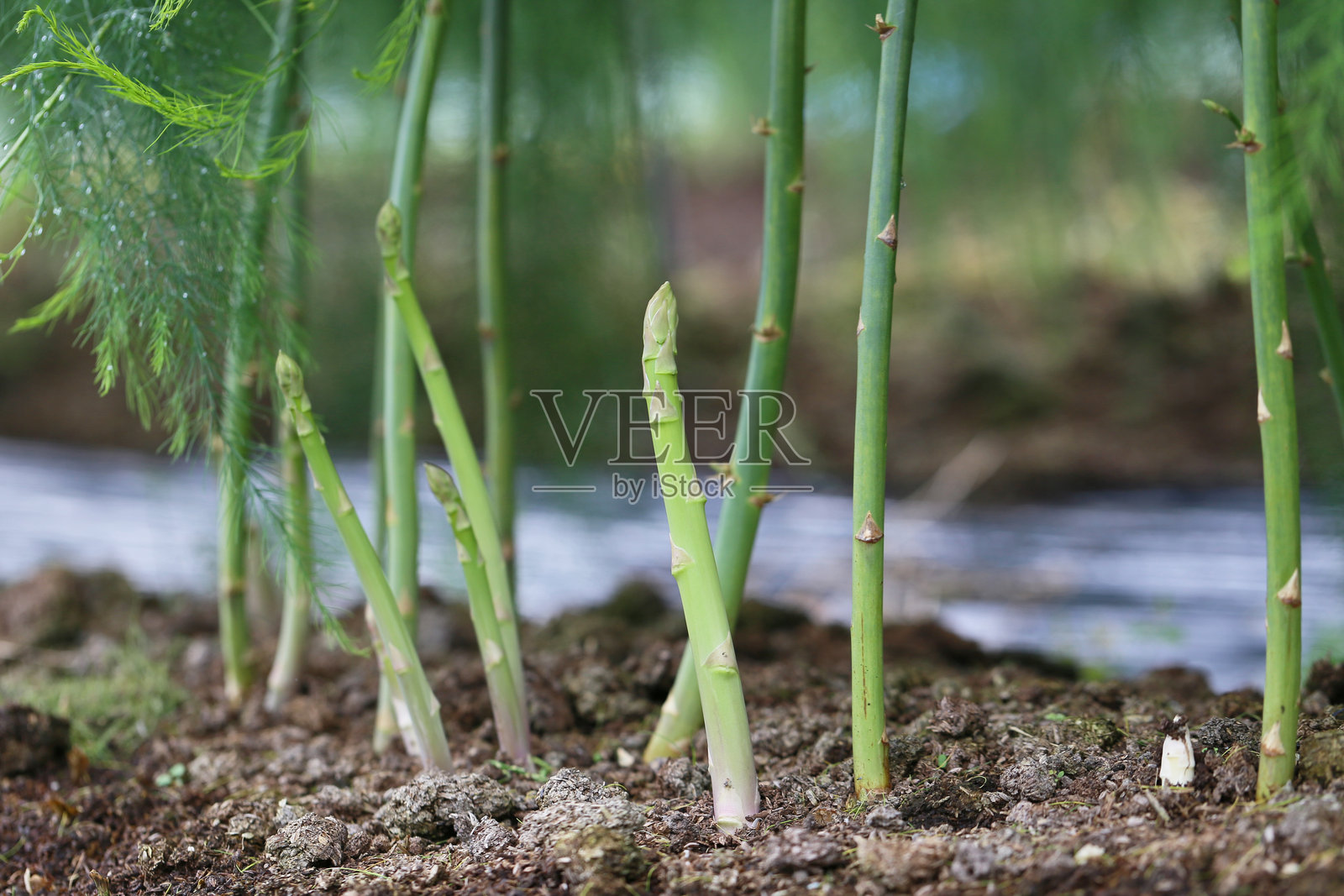 芦笋照片摄影图片