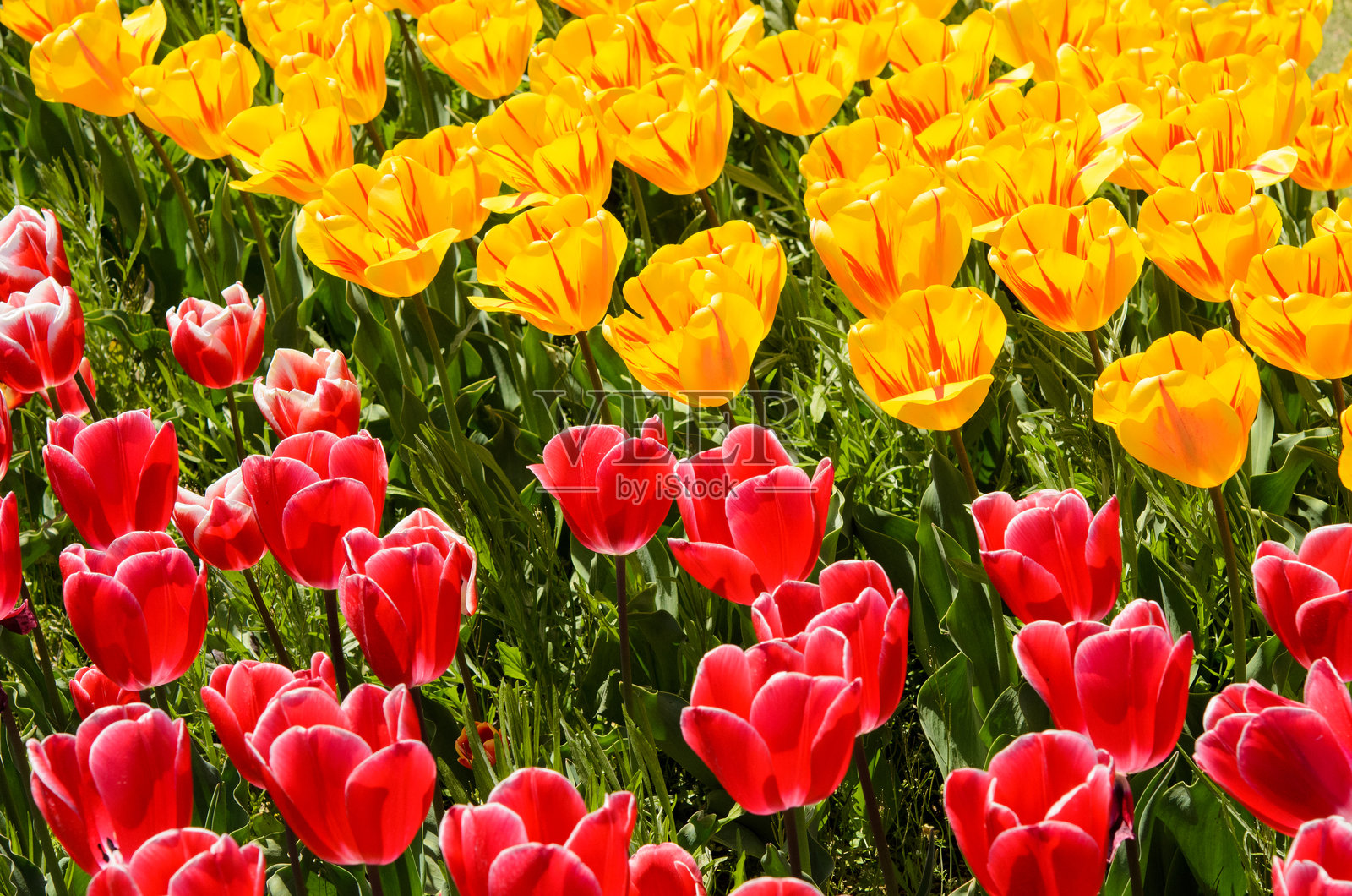 郁金香田野照片摄影图片