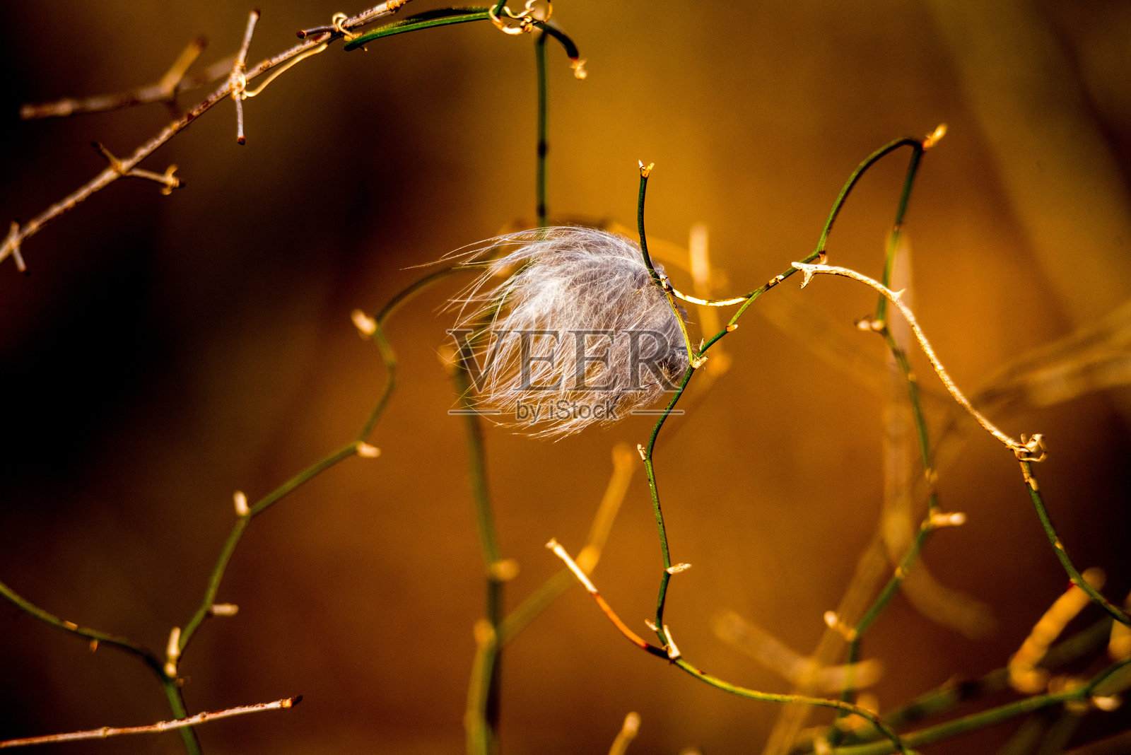 被荆棘抓住照片摄影图片