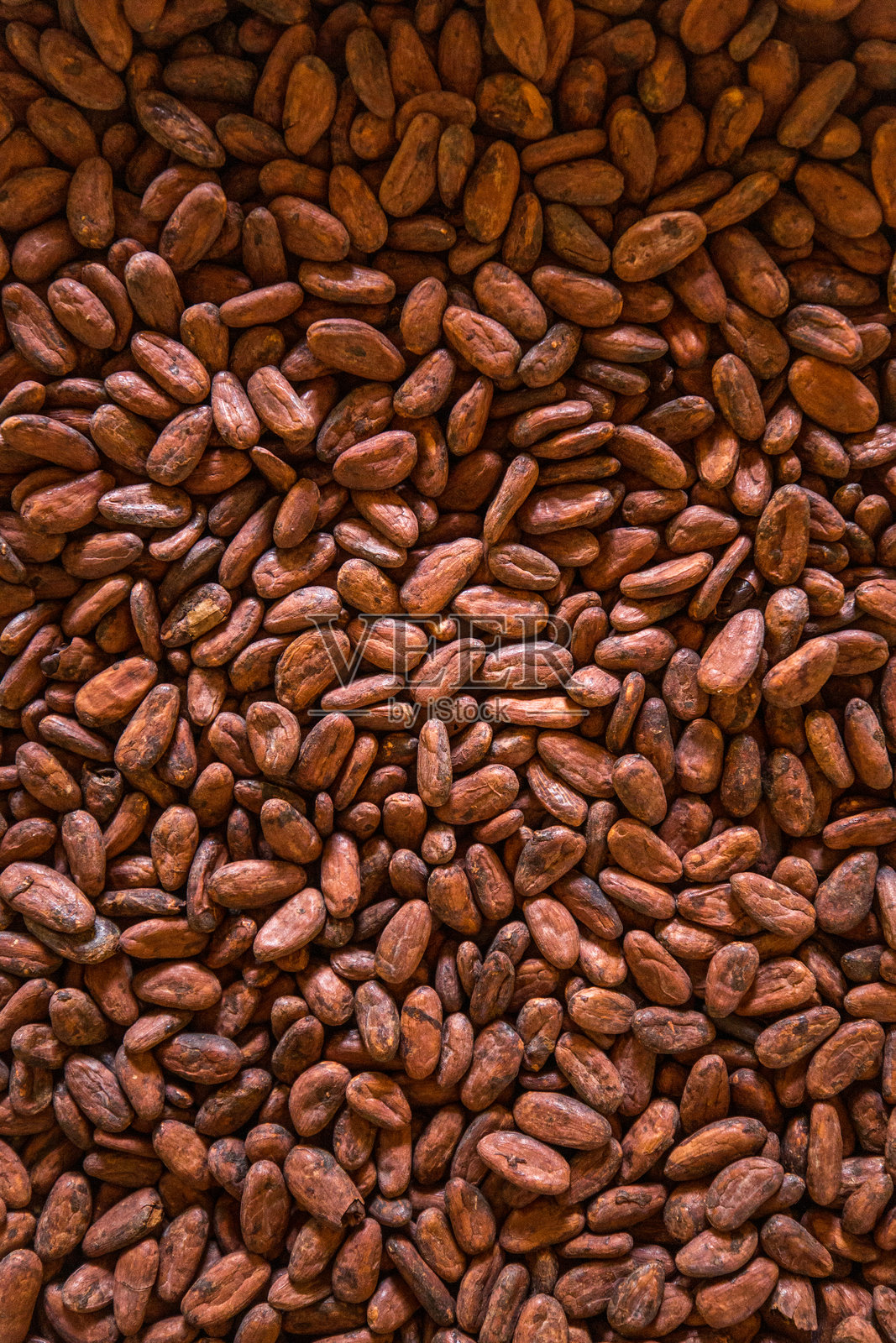 在巴西巴伊亚州南部晾晒可可豆照片摄影图片