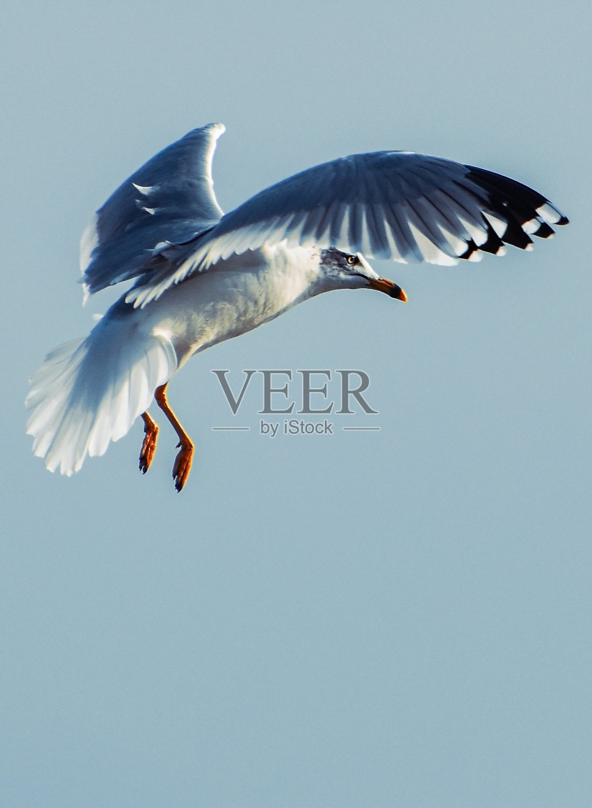 环嘴鸥在空中飞翔,正在下降照片摄影图片