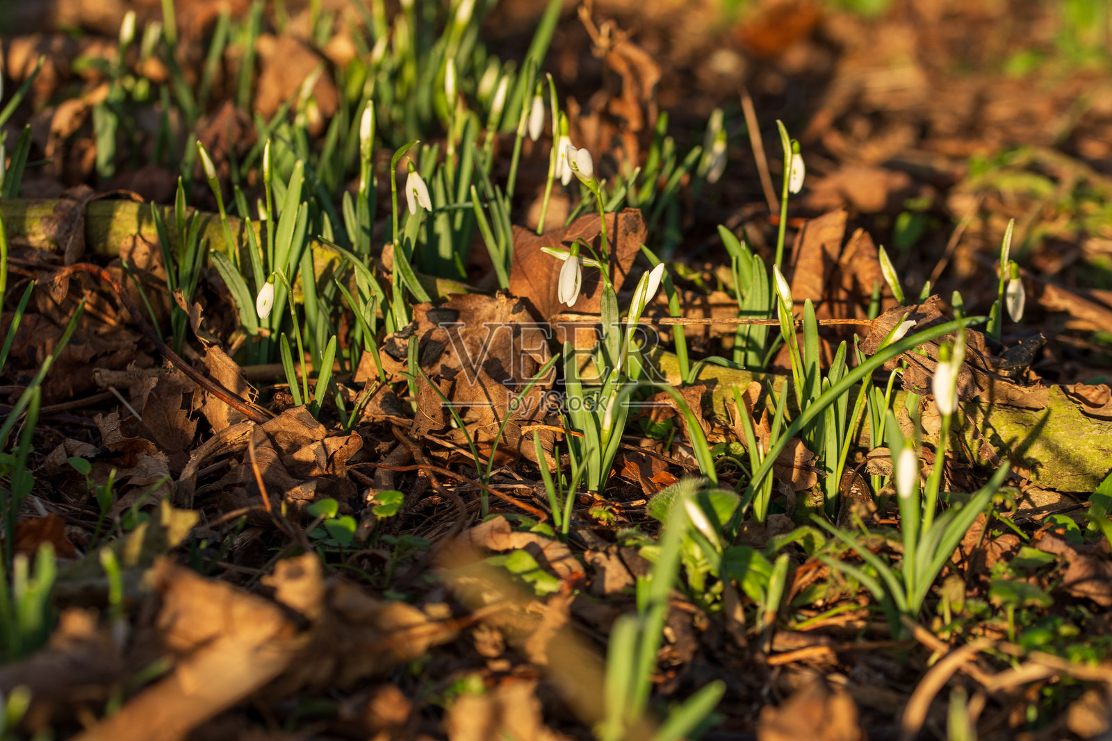 一片雪花莲的草地照片摄影图片