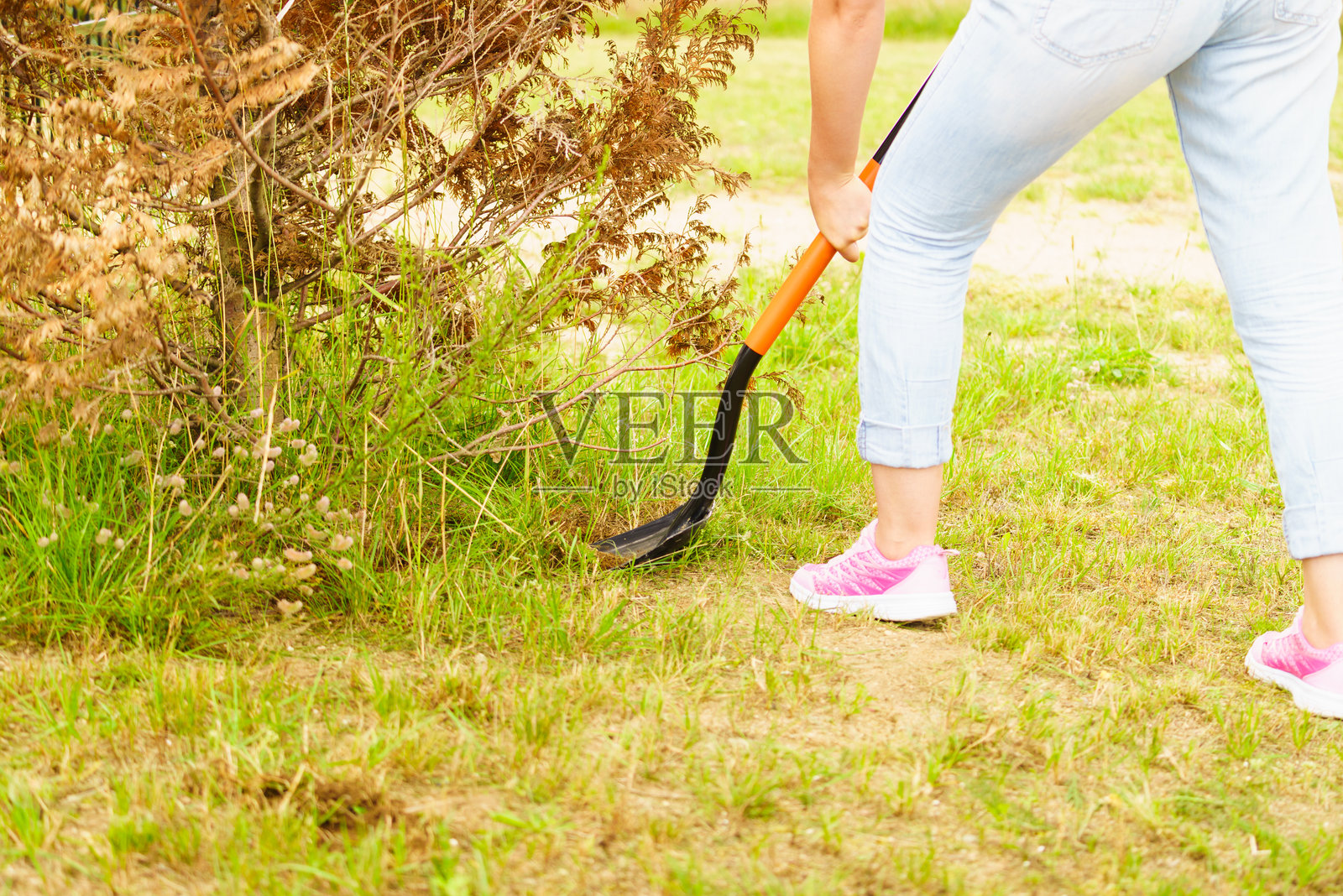 女人在后院移除树木,用铲子挖土。照片摄影图片