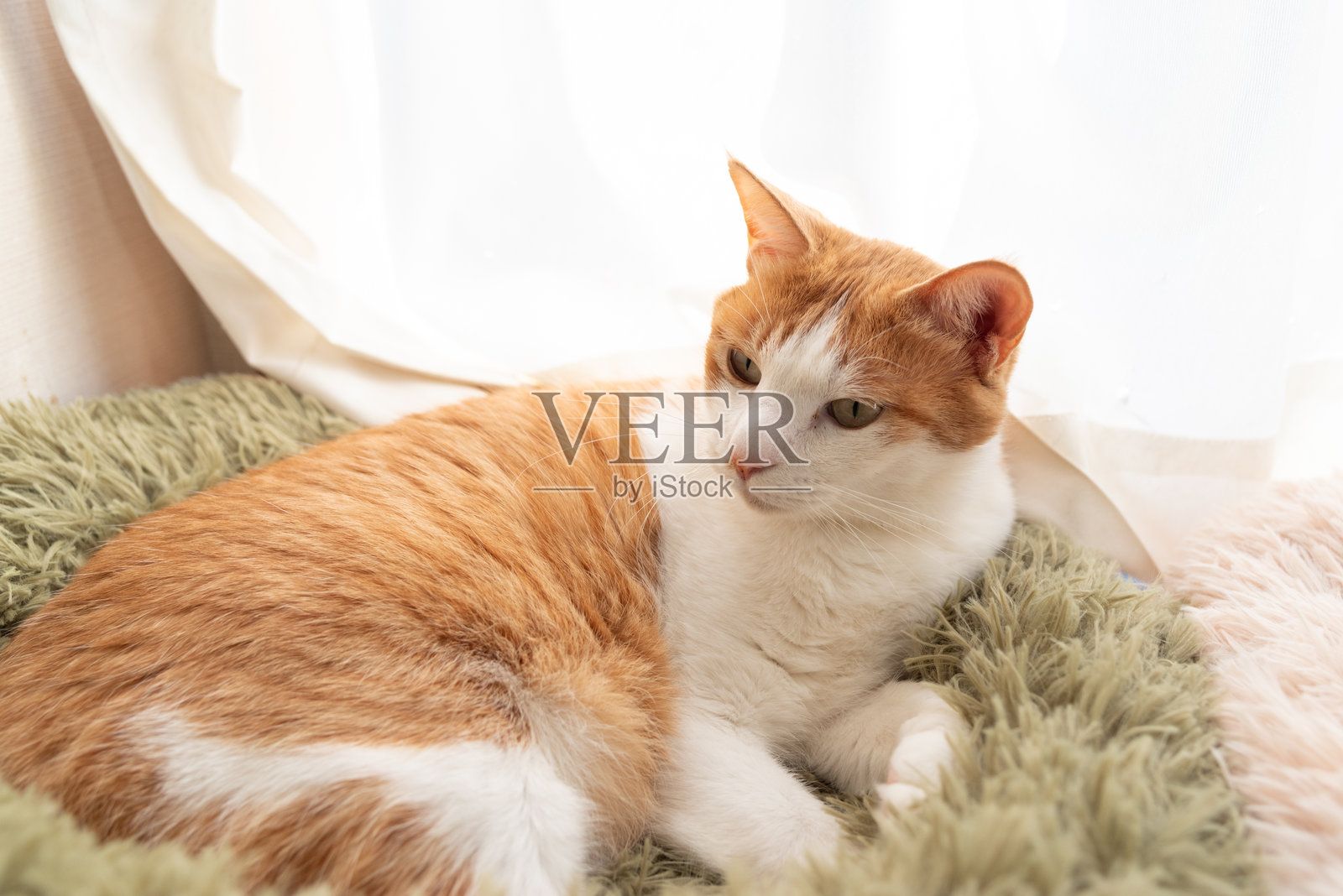 可爱的猫咪在窗边放松。照片摄影图片