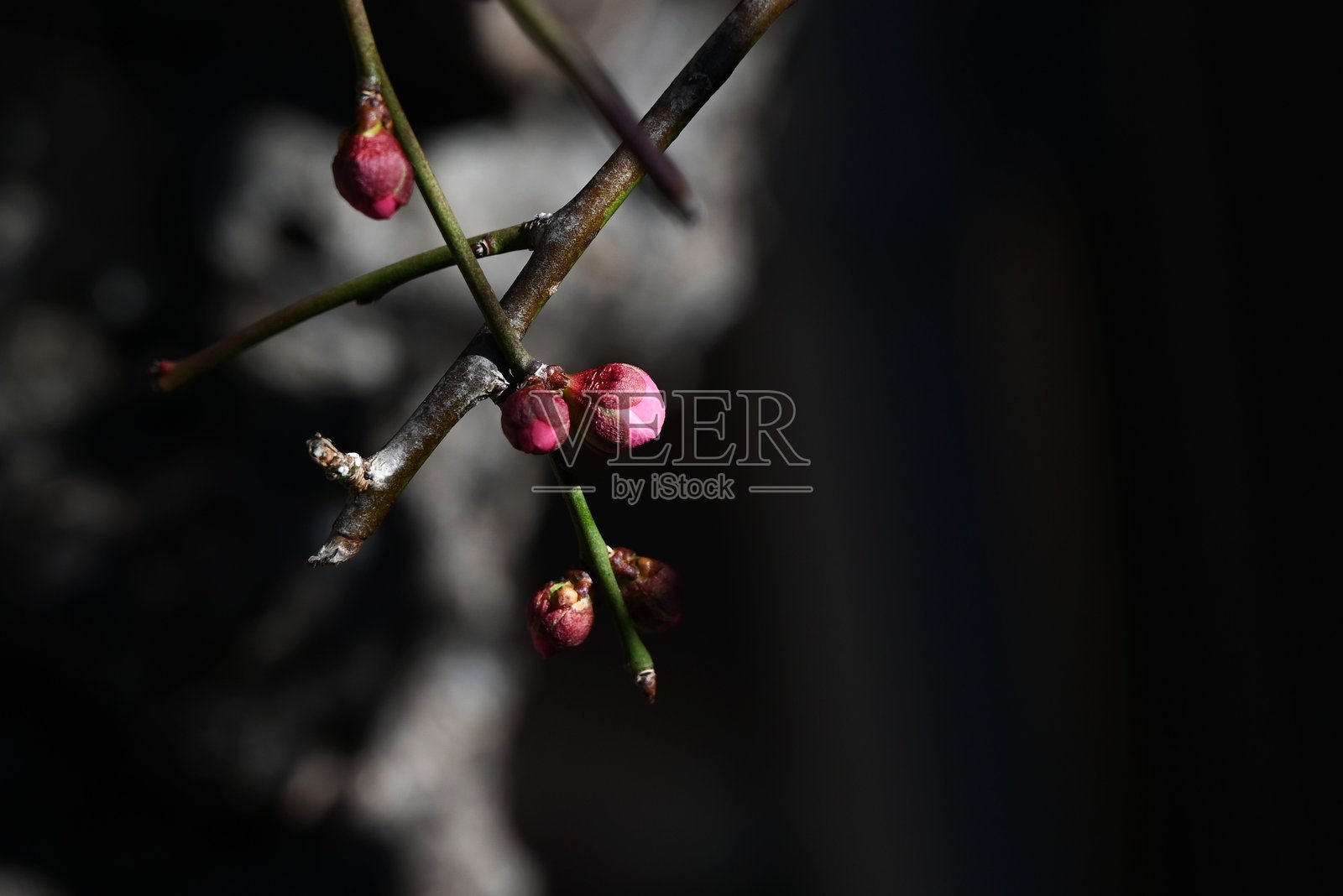 梅花(Prunus mume)盛开。照片摄影图片