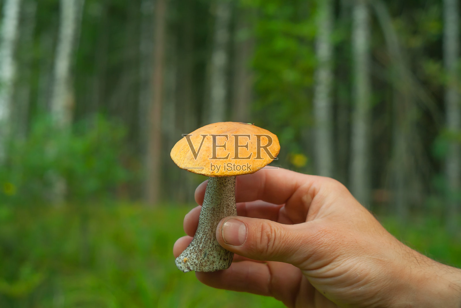 可食用蘑菇,手照片摄影图片