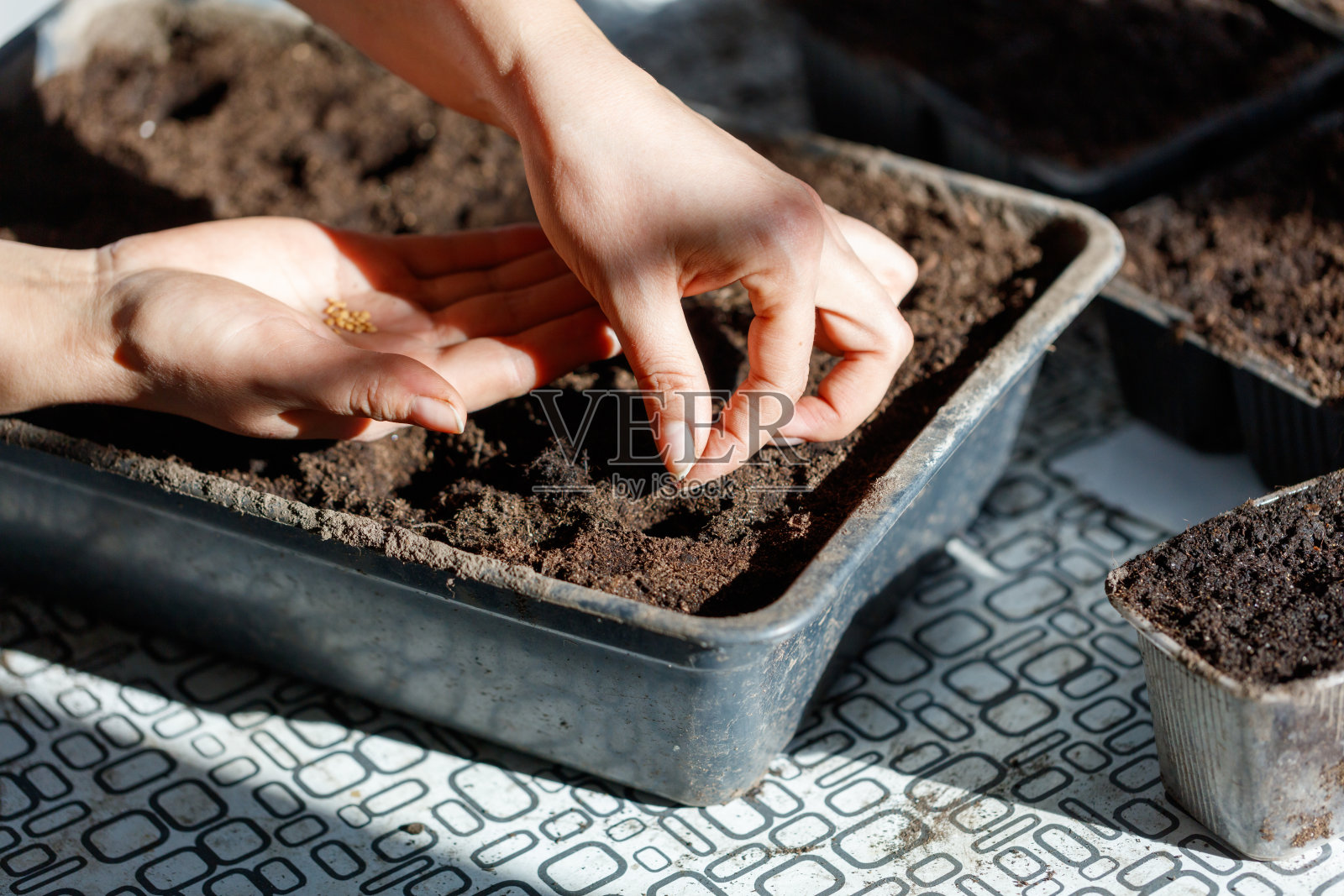 一个人在土壤托盘中播种。照片摄影图片