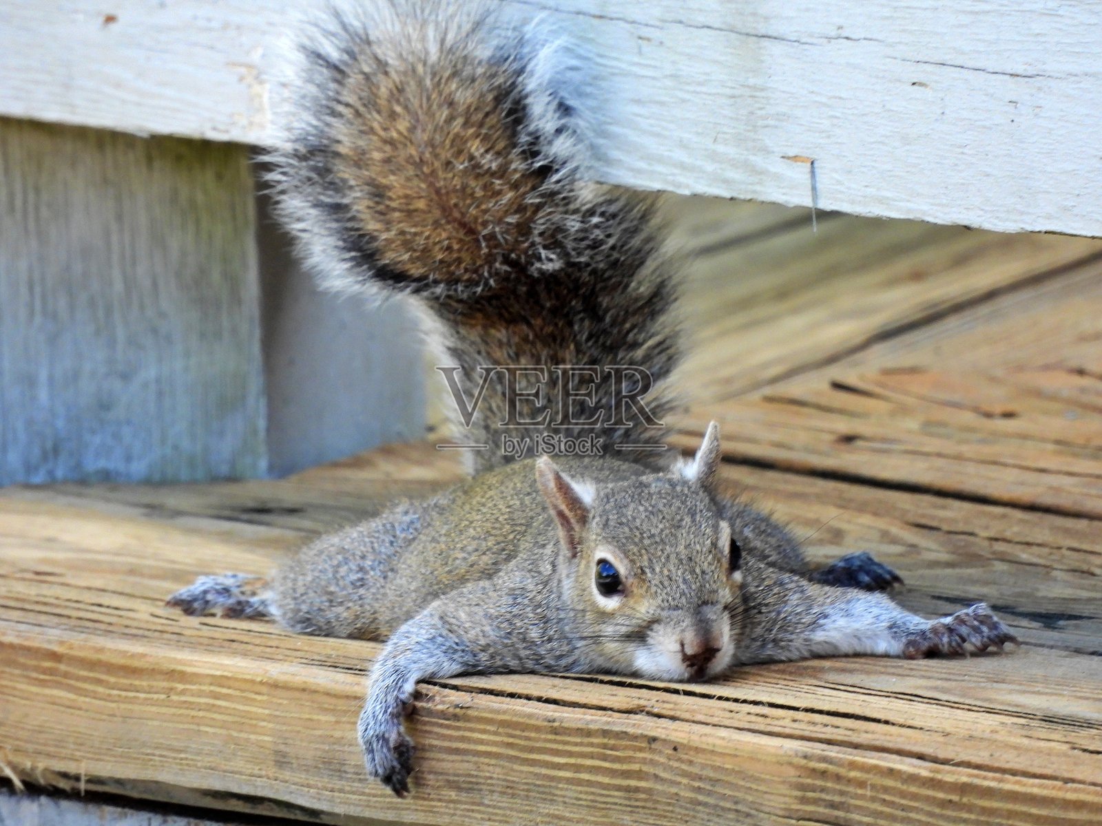 灰松鼠(Sciurus carolinensis)- 平躺在木栈道上照片摄影图片