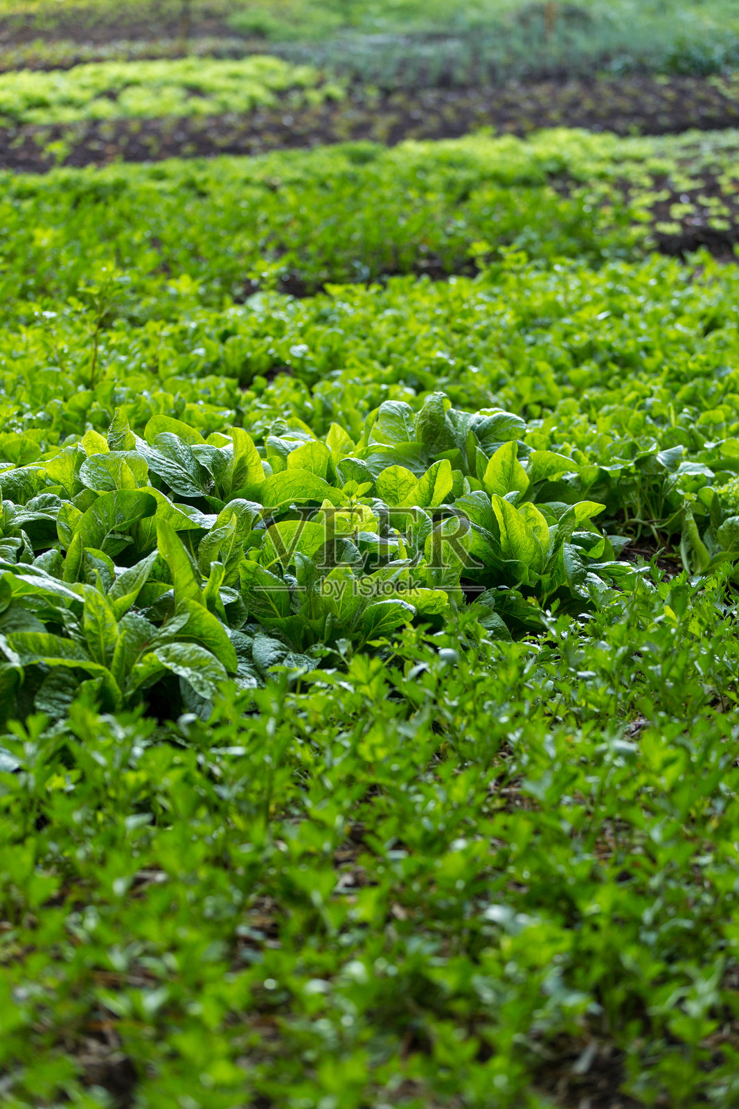 在阿雷格里港的农村地区,埃尔多拉多苏尔市的有机园艺/蔬菜种植照片摄影图片
