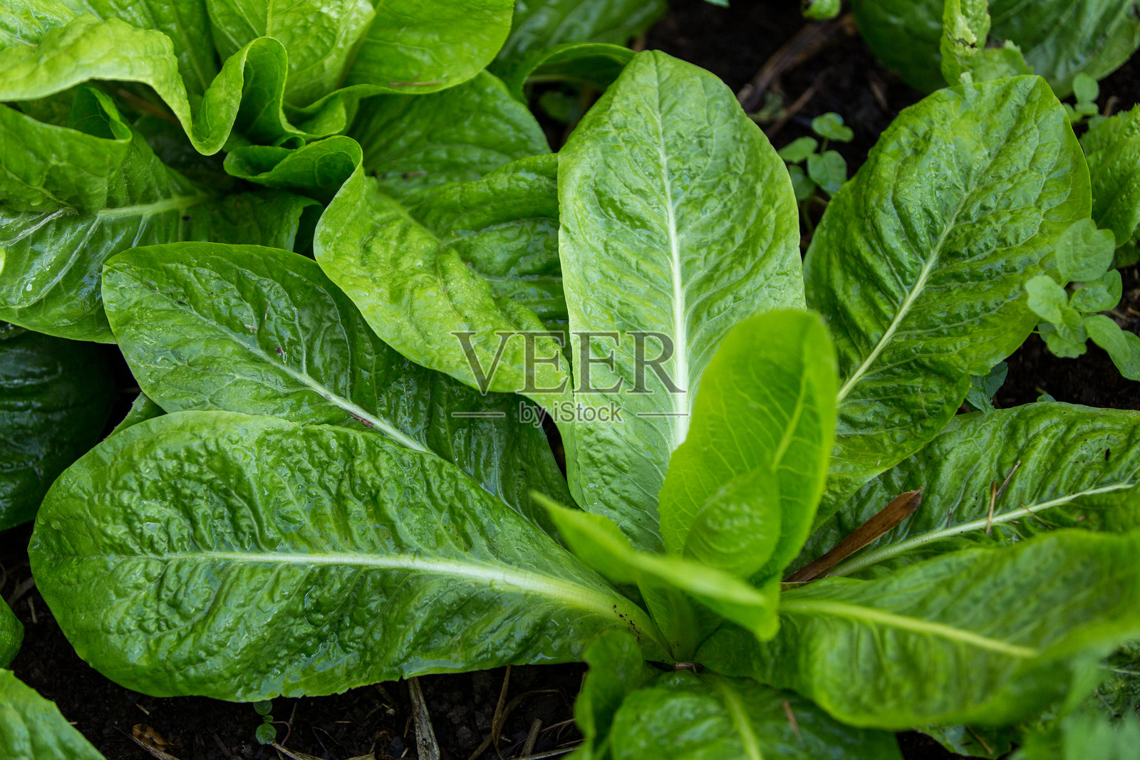 在阿雷格里港的农村地区,埃尔多拉多苏尔市的有机园艺/蔬菜种植照片摄影图片