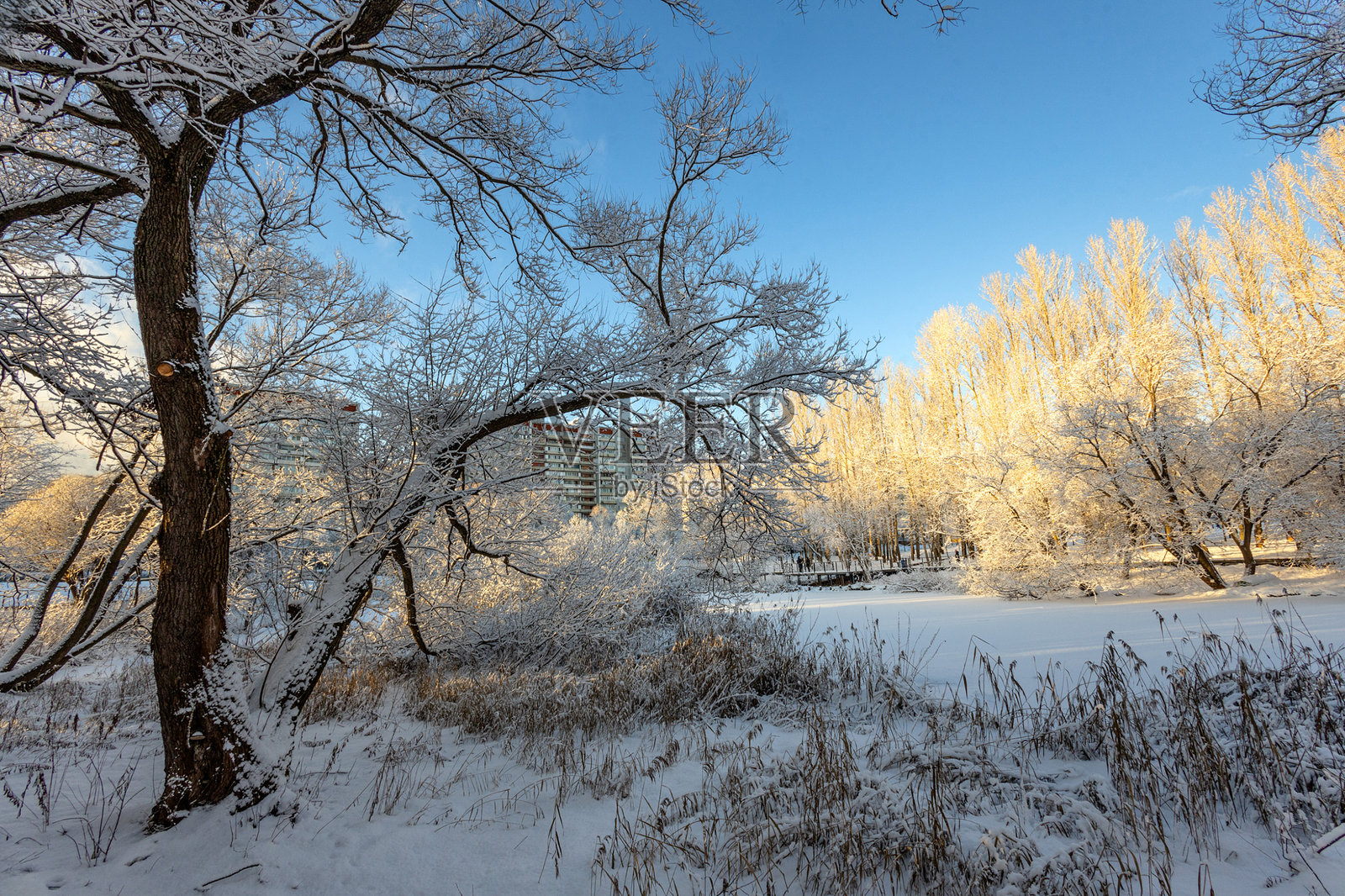 被雪覆盖的森林,冬季森林景观,雪覆盖的冰冻树木,俄罗斯冬天,乡村的阳光冬日照片摄影图片