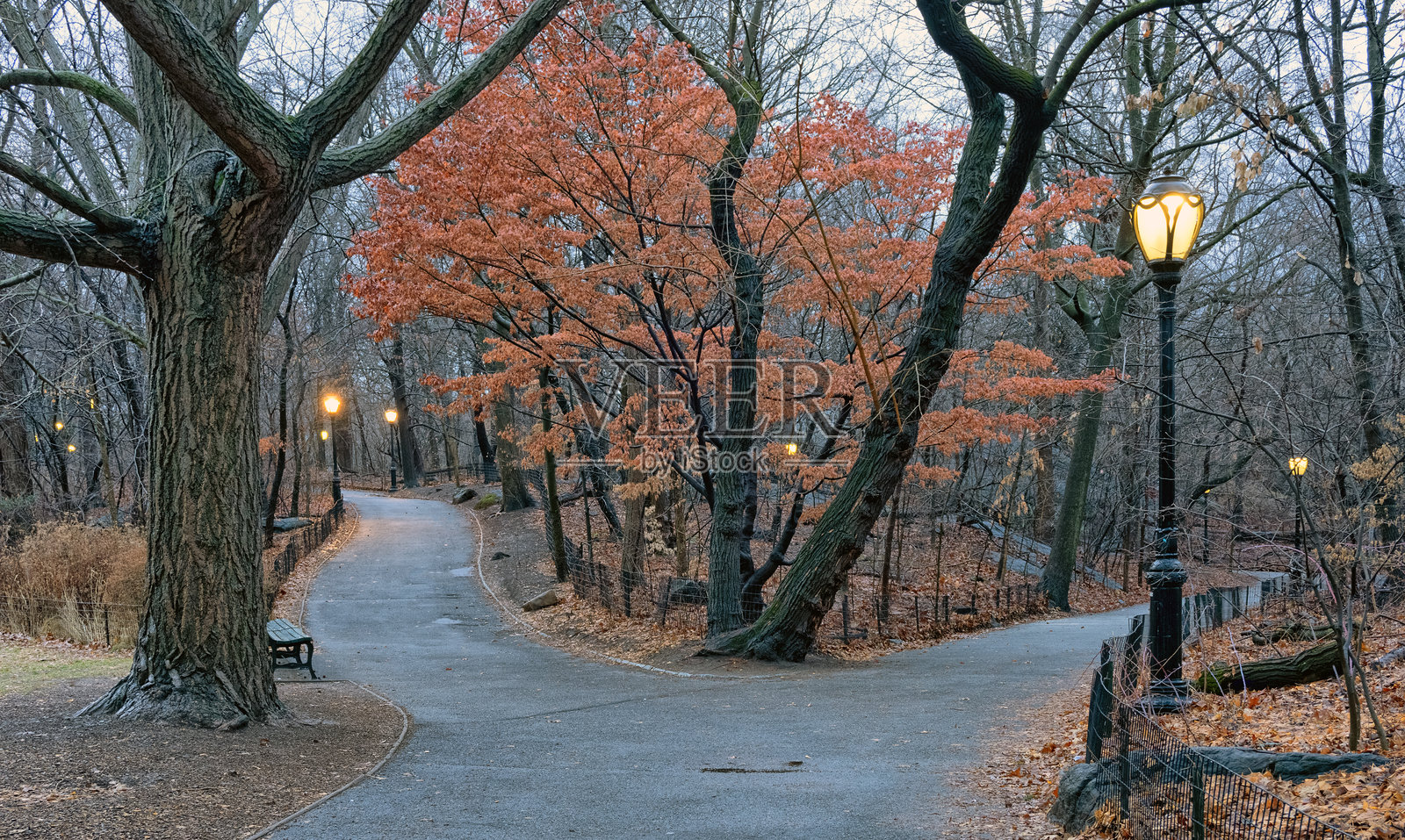 冬季的中央公园照片摄影图片