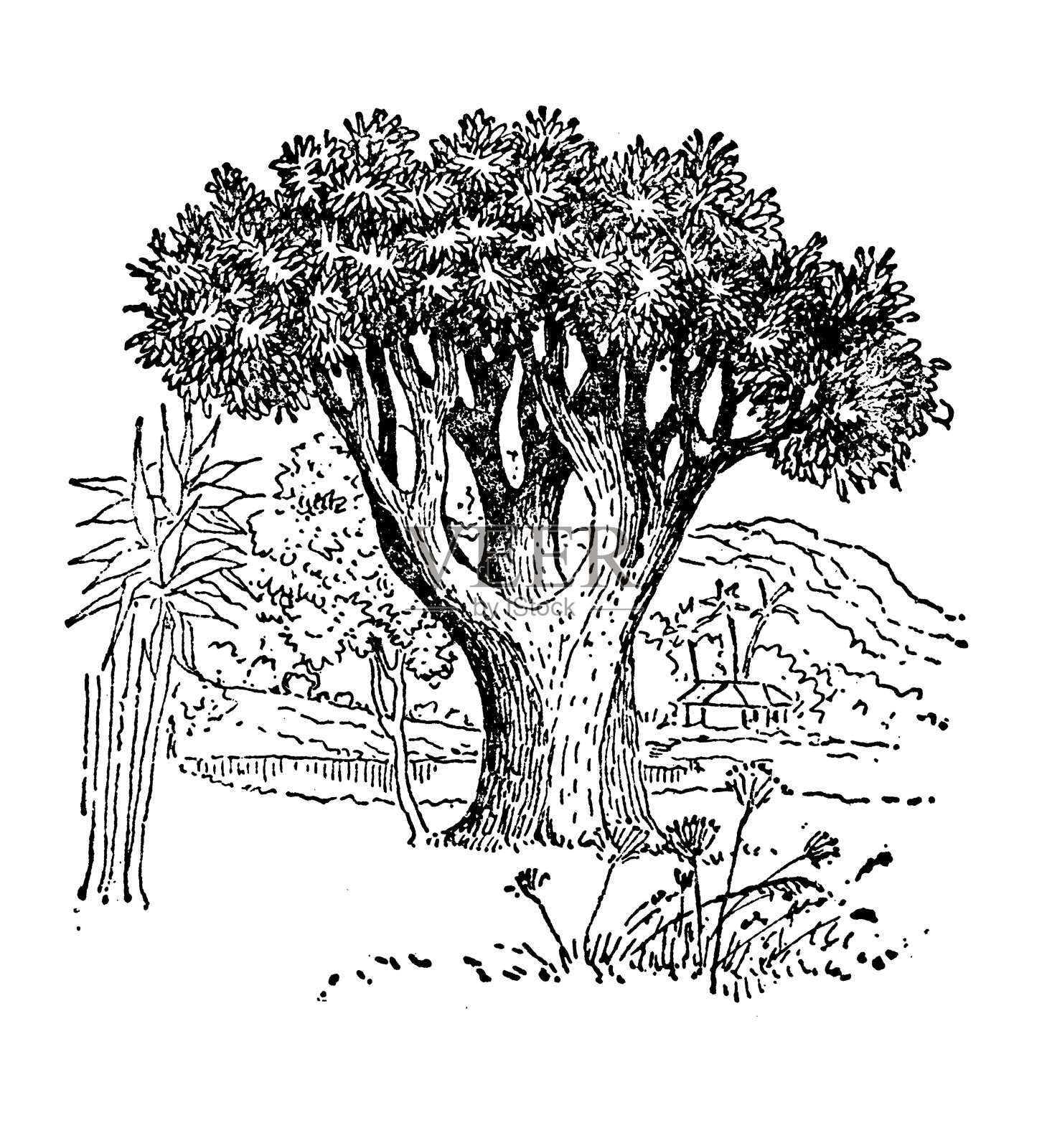 龙血树插画图片素材