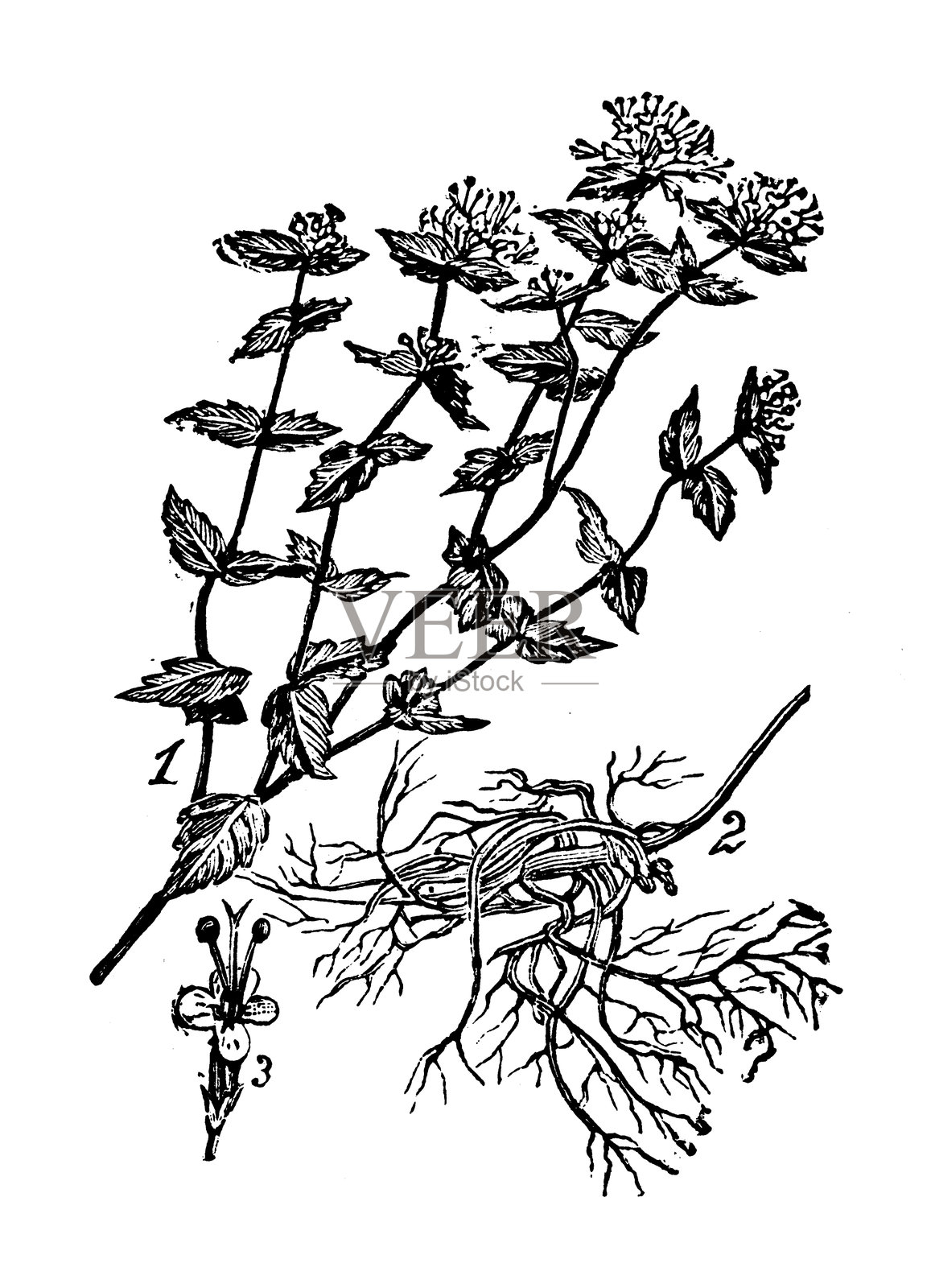 Dittany, Cunila Mariana插画图片素材