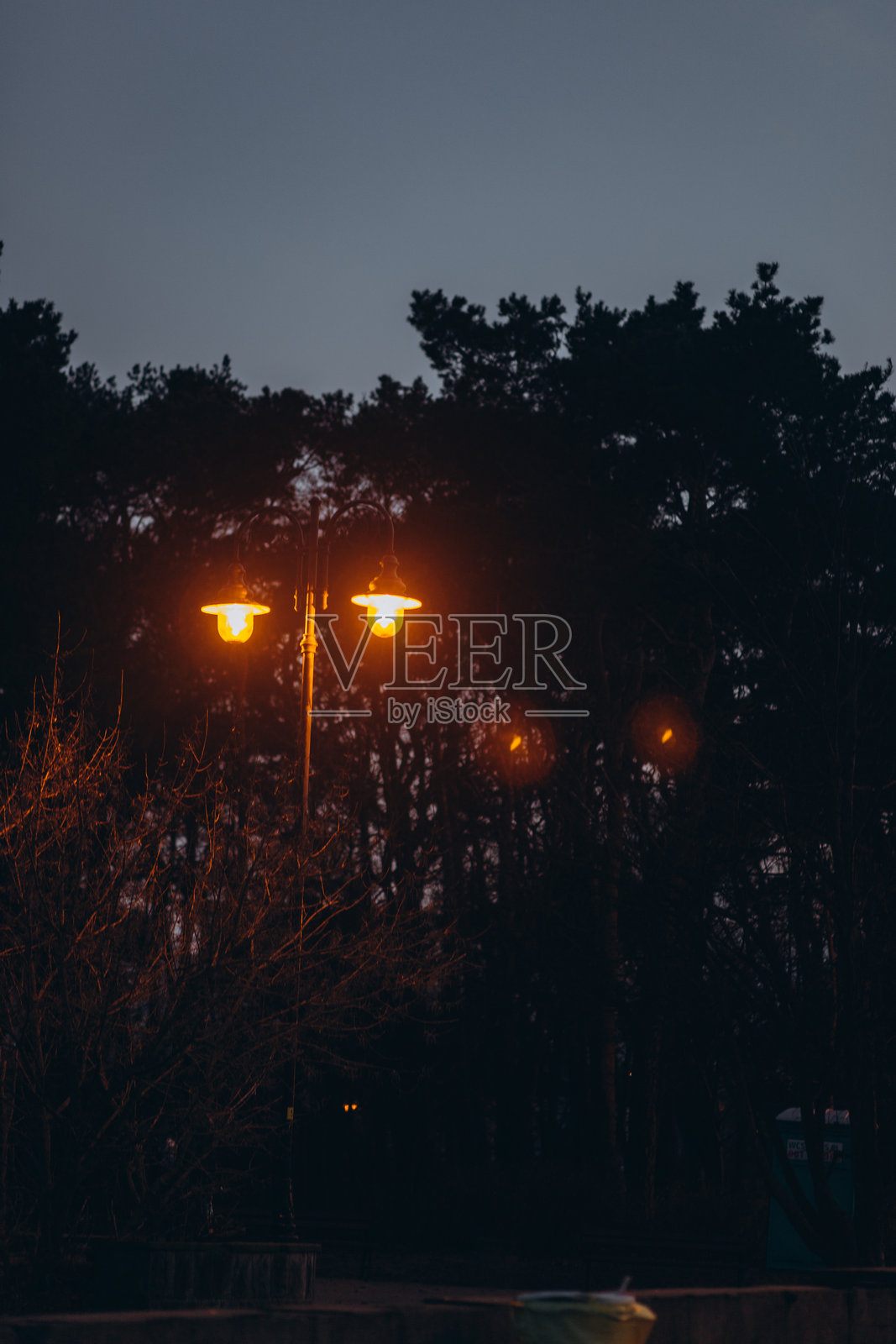 树间的夜灯照片摄影图片