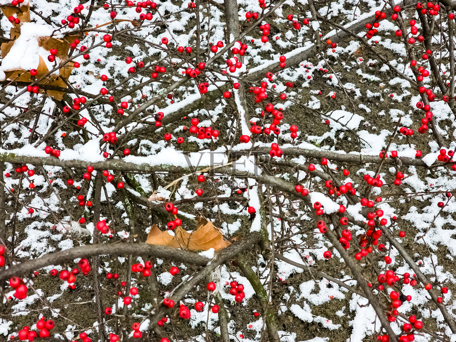 雪中的岩石榆叶梅红色浆果,拉丁学名为Cotoneaster horizontalis。照片摄影图片
