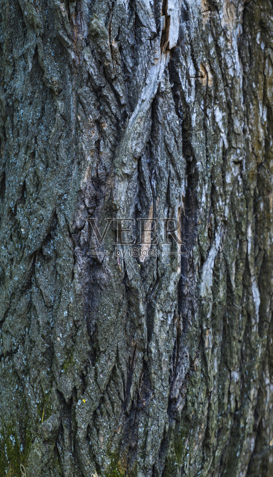 古老橡树树干复杂的纹理和图案,展现了大自然在清晨光线下的艺术之美照片摄影图片