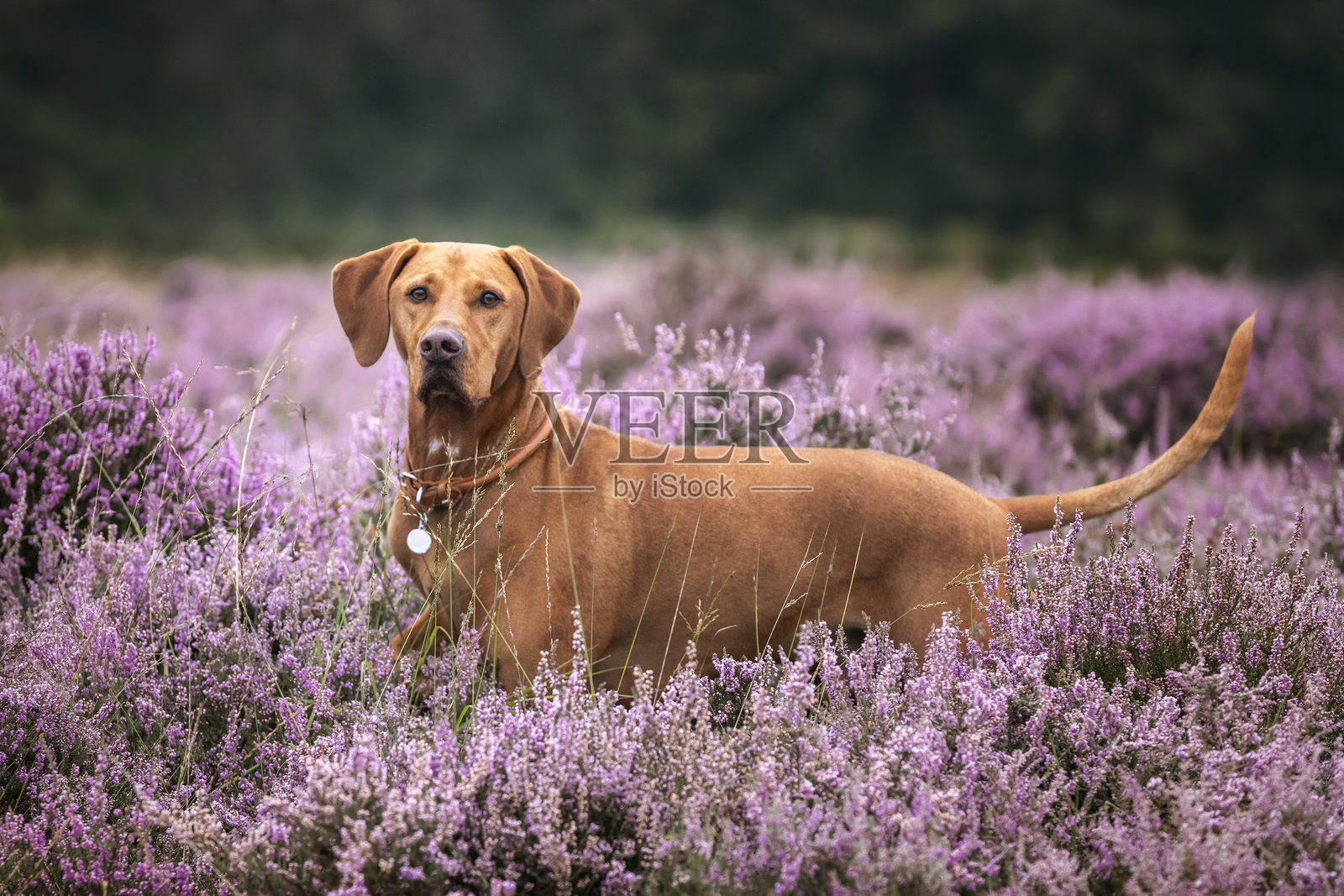 维兹拉犬在草地上照片摄影图片