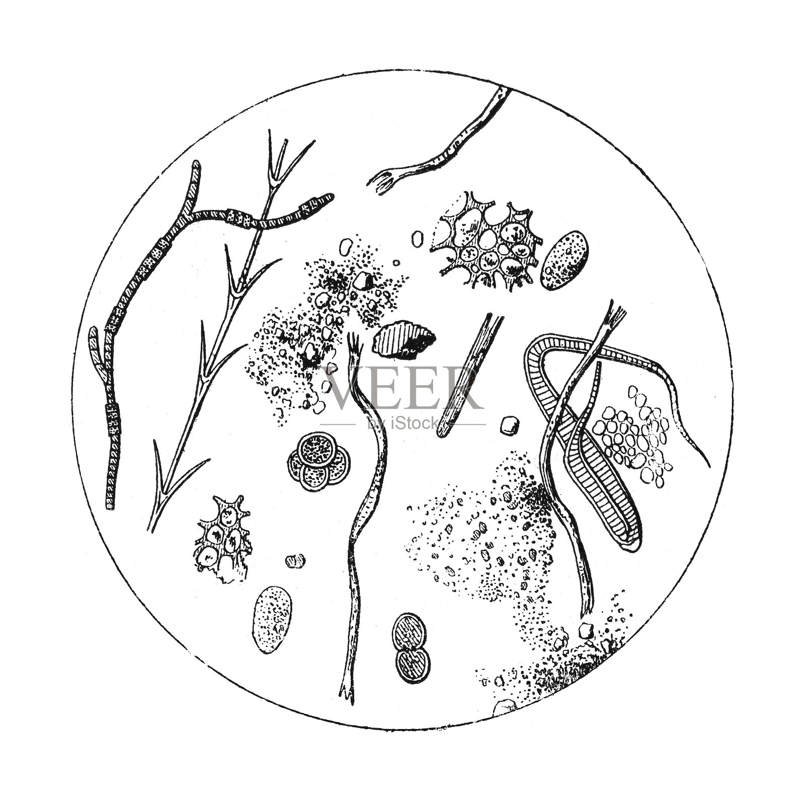 水在显微镜下与双生藻类,大型藻类和硅藻-古雕刻插图隔离在白色背景插画图片素材