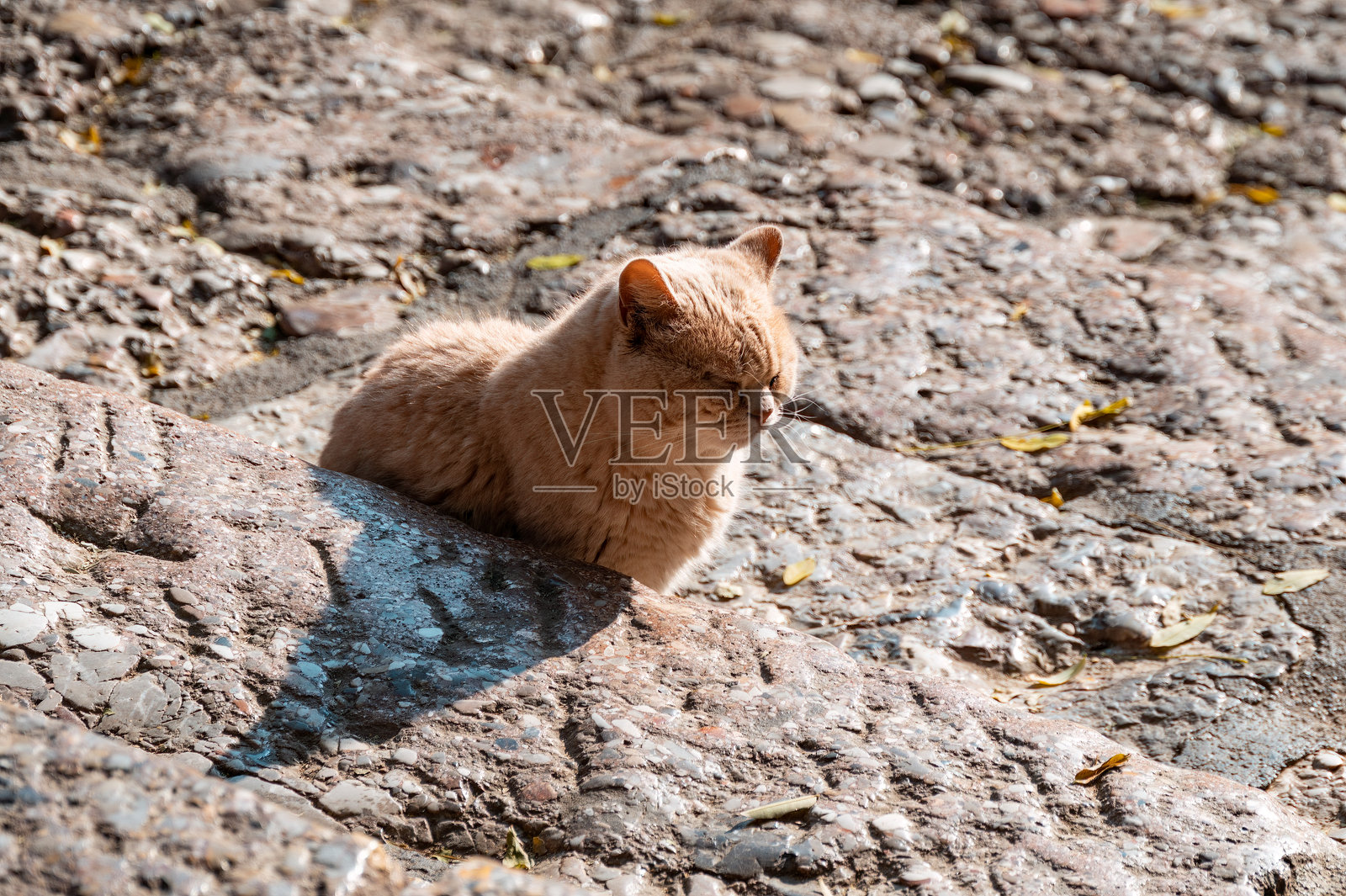 一只姜黄色的猫躺在地上,它的影子照片摄影图片