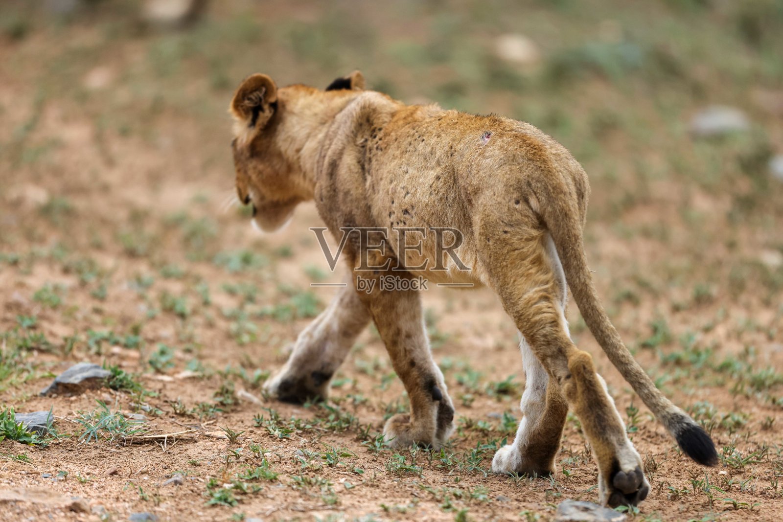 一只小狮子在泥土路上背对着镜头走开照片摄影图片