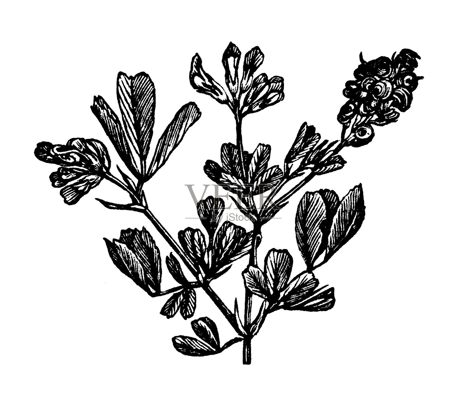 紫花苜蓿,Medicago sativa插画图片素材